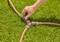 Een hand verbindt drie tuinslangen met behulp van een verdeler op groen gras, wat een methode illustreert om water naar verschillende gebieden te verdelen.