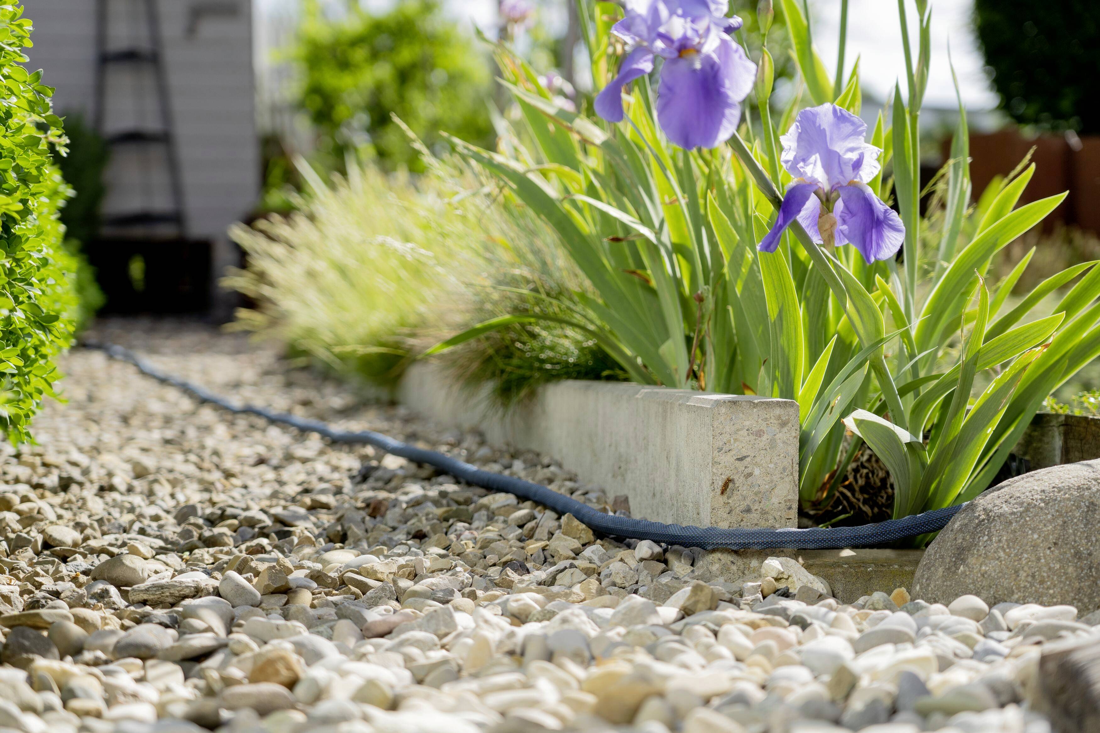 Een tuinpad van kiezelstenen met paarse irissen langs de randen, op de achtergrond wazig een tuinhuisje. Natuurlijke tuinomgeving.