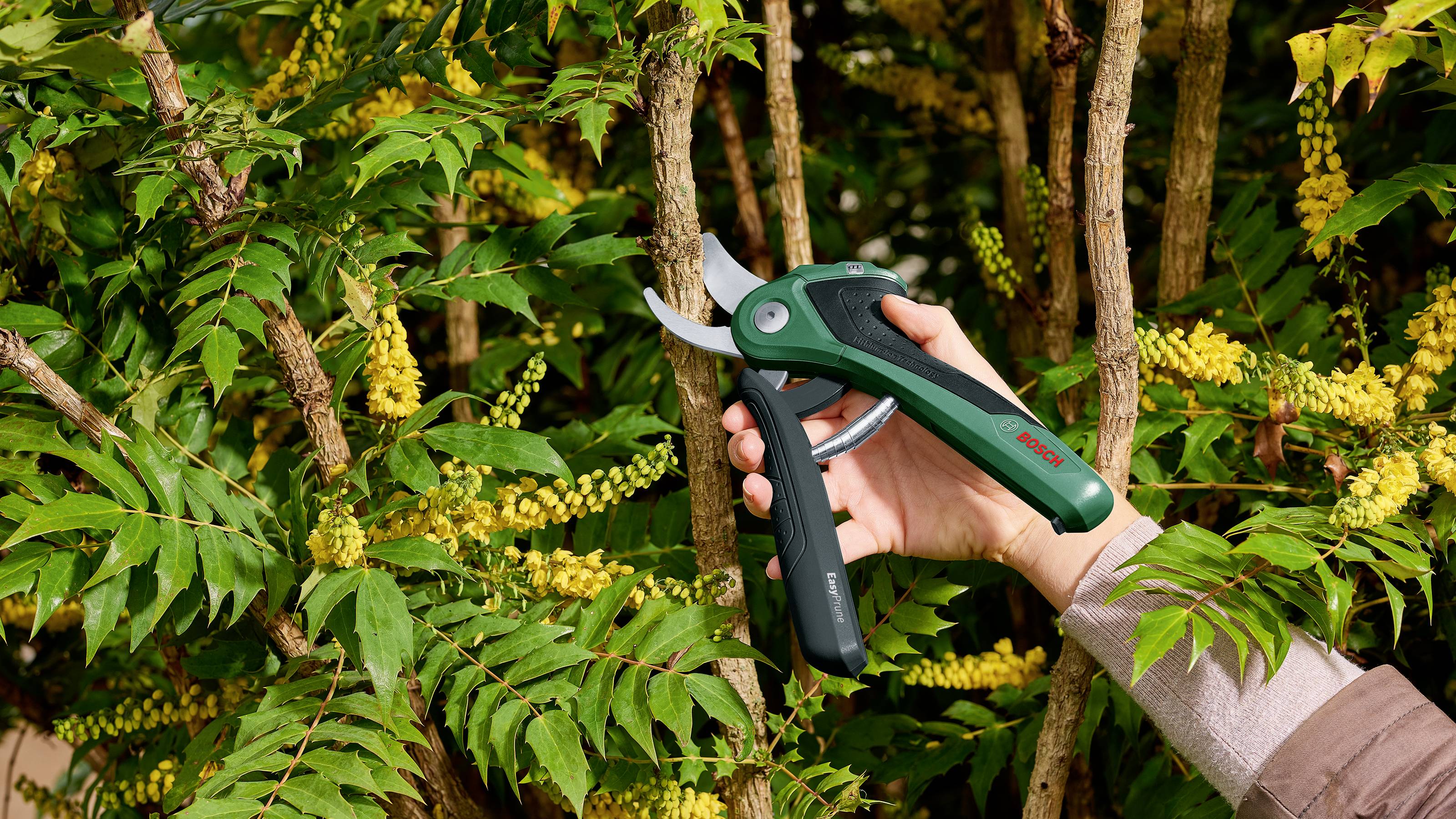 Een hand houdt een groene tuinschaar en knipt een gele bloeiende struik.