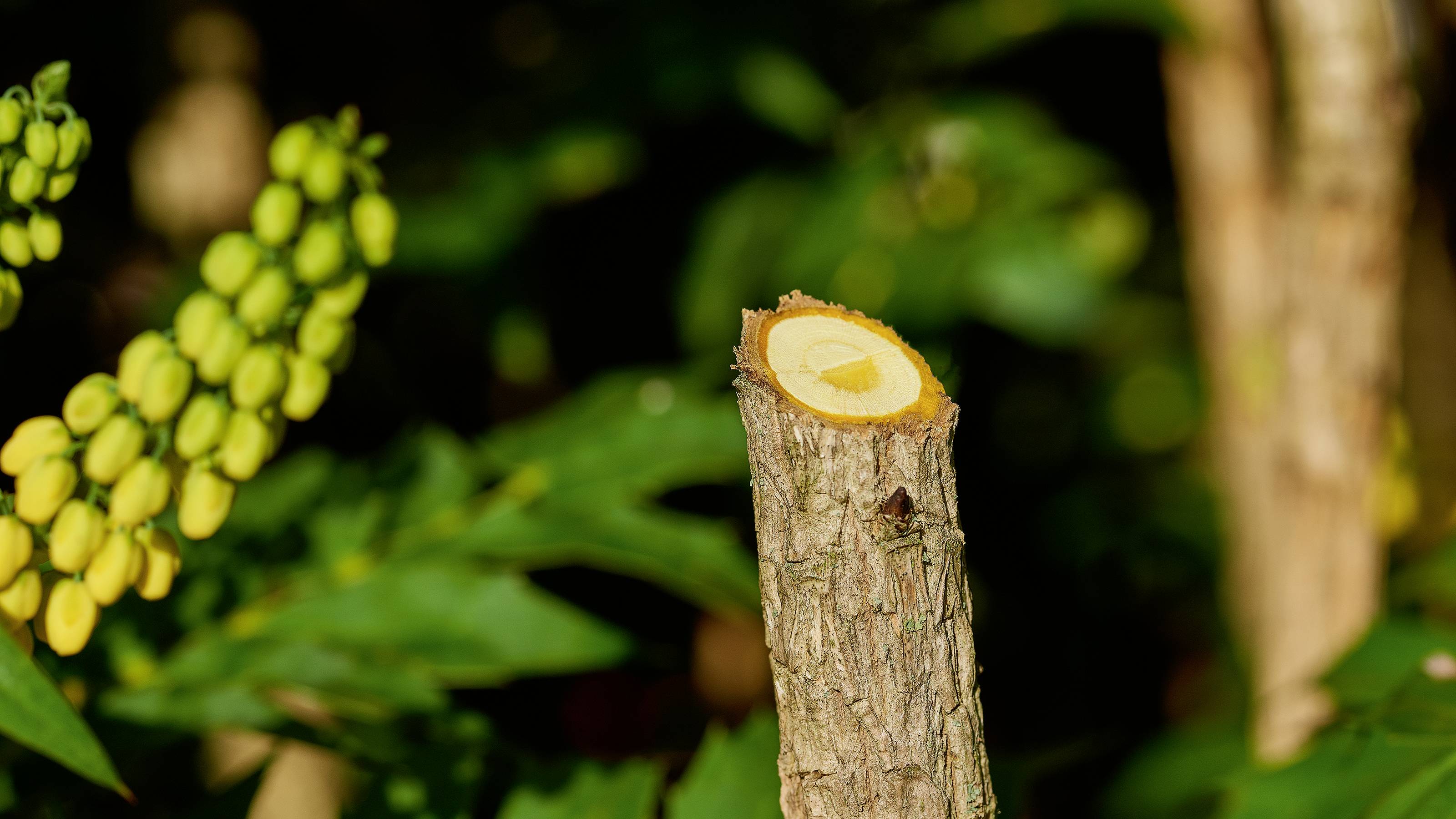 Een vers afgesneden takstronk met een zichtbare gele kern in een groene, beboste achtergrond. Links gelige bessen.