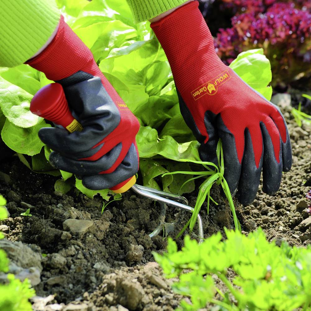 'Persoon met rode handschoenen verwijdert onkruid met een tuingereedschap uit de grond naast groene sla en andere planten in de tuin.'
