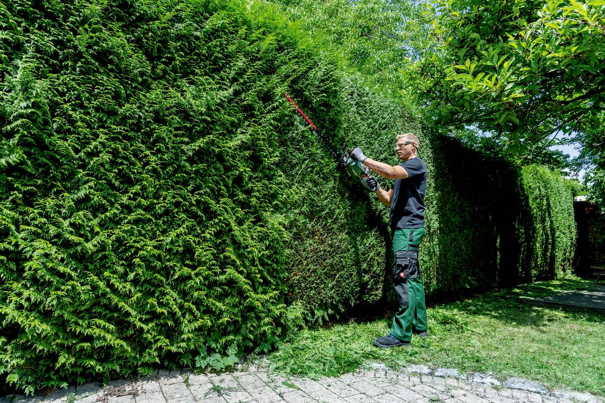 Een tuinman knipt met een heggenschaar een grote groene haag om deze te onderhouden. De omgeving is zonnig en groen.