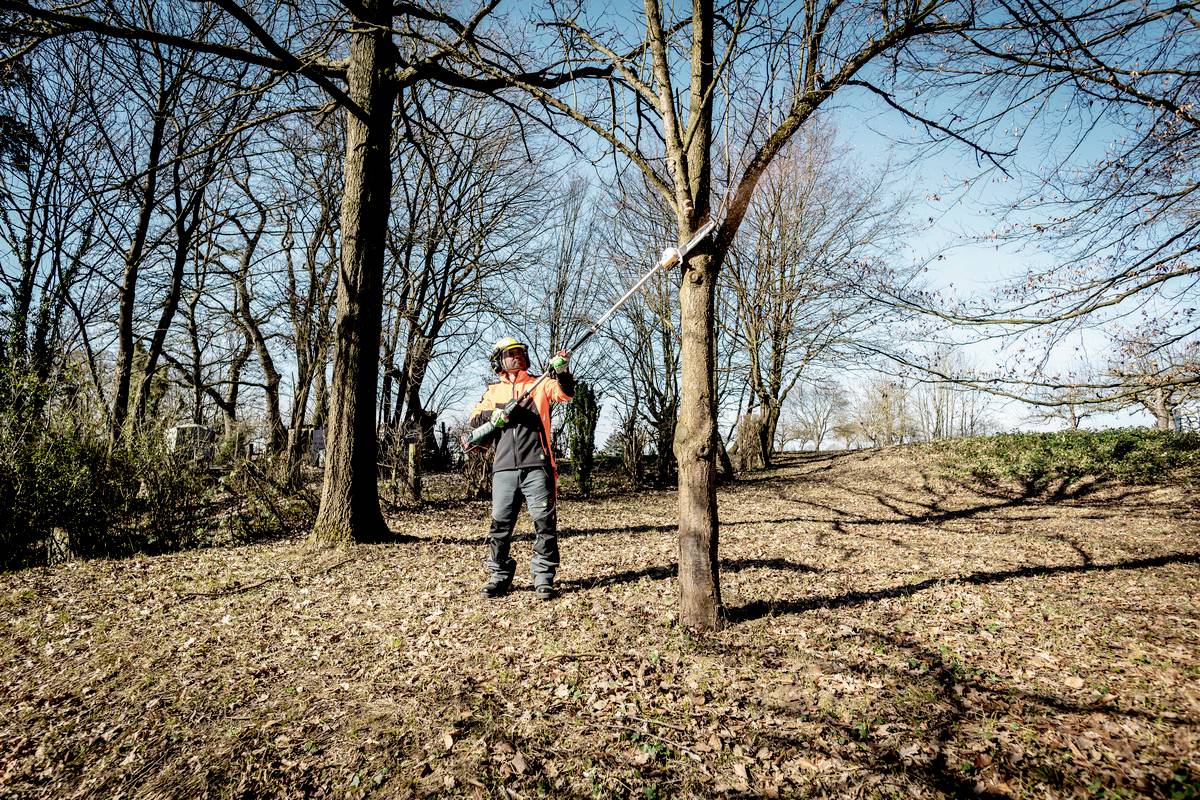 Een tuinman snoeit met een lange takkenschaar takken van een boom. Hij draagt beschermende kleding en een helm.
