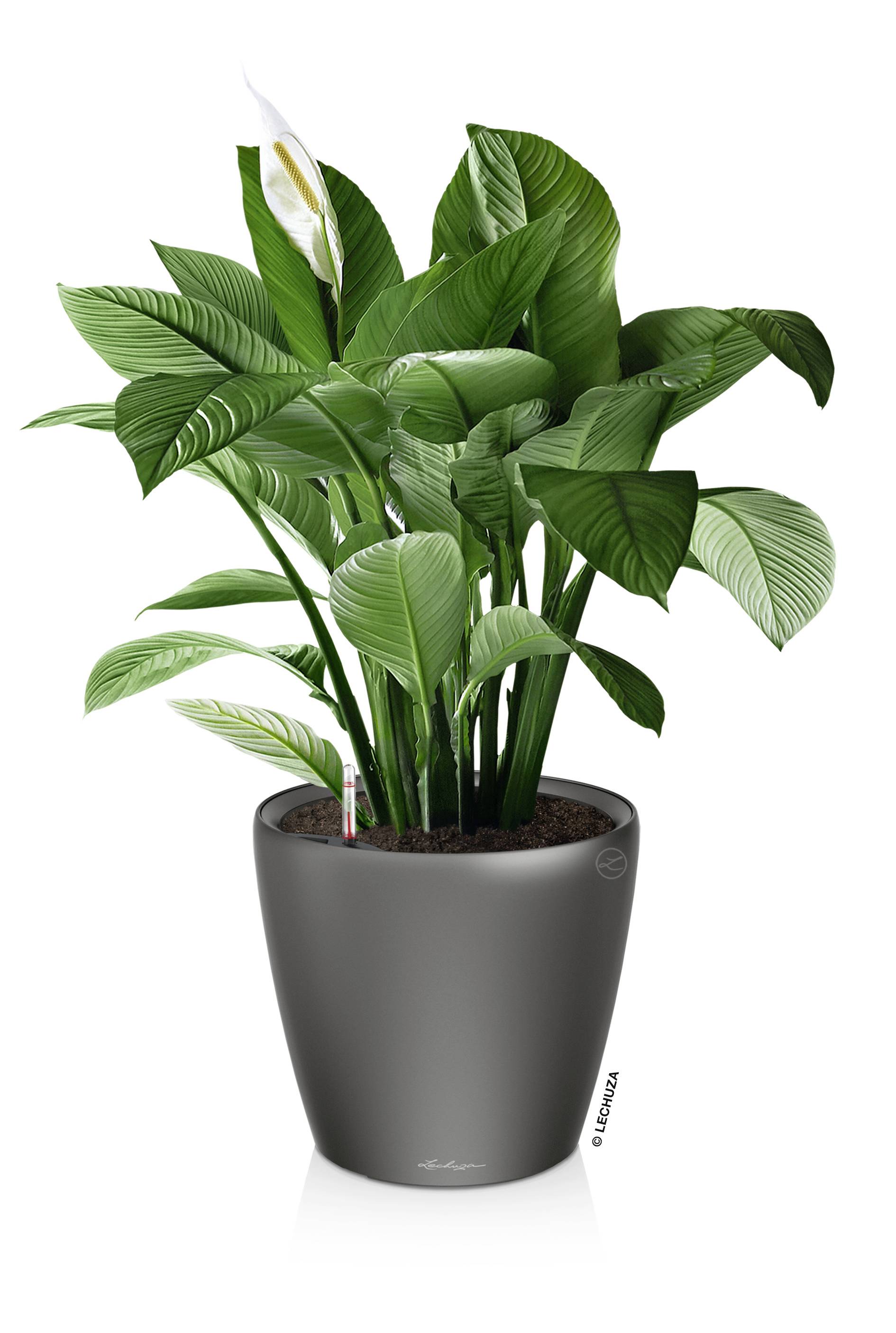 LECHUZA Classico Premium Bloempot - Compleet Set - Metallic Antraciet - Ø 21 x H20 cm - 3 L-4