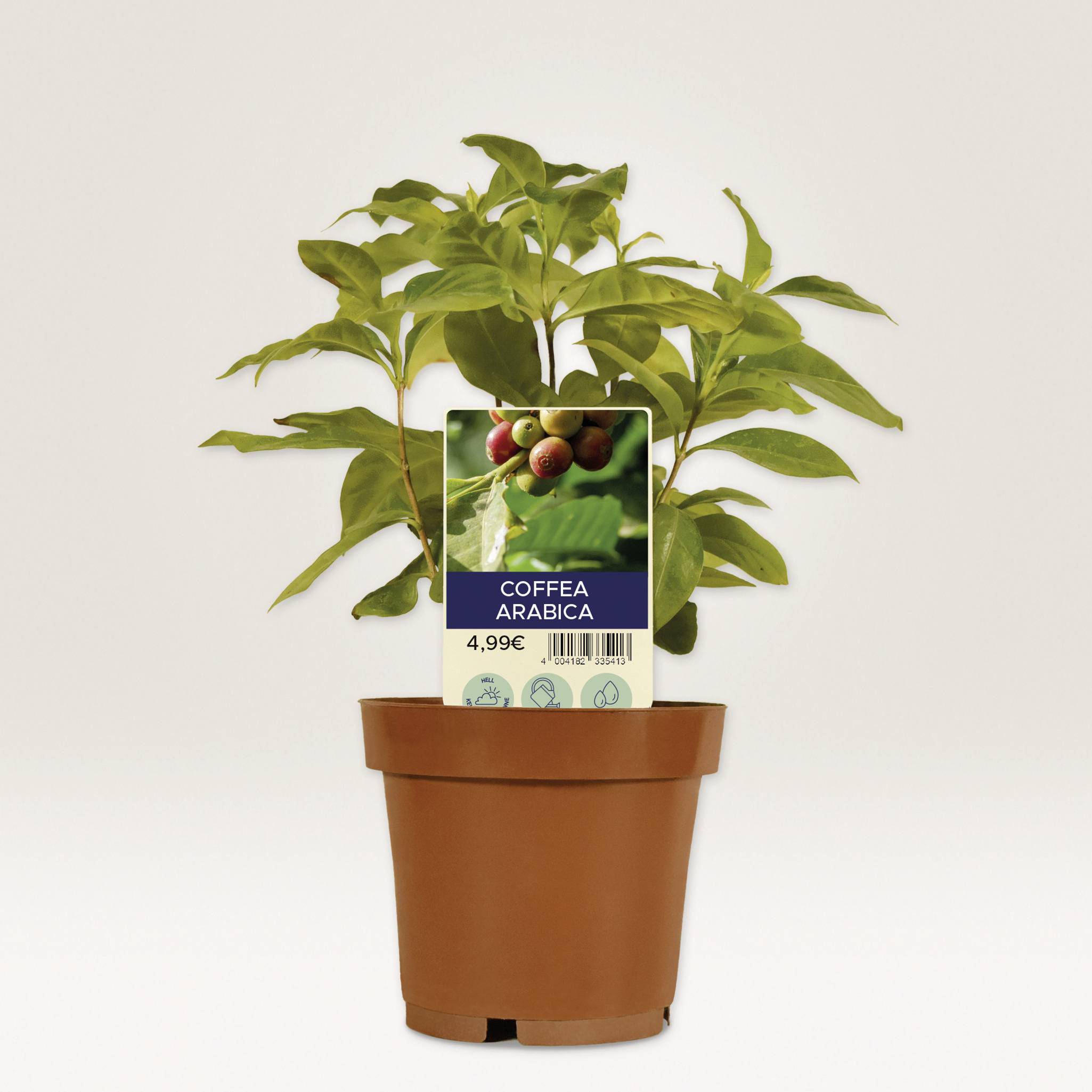 Koffieplant 'Coffea Arabica' in een pot met prijskaartje van 4,99EUR.