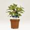 Koffieplant 'Coffea Arabica' in een pot met prijskaartje van 4,99EUR.