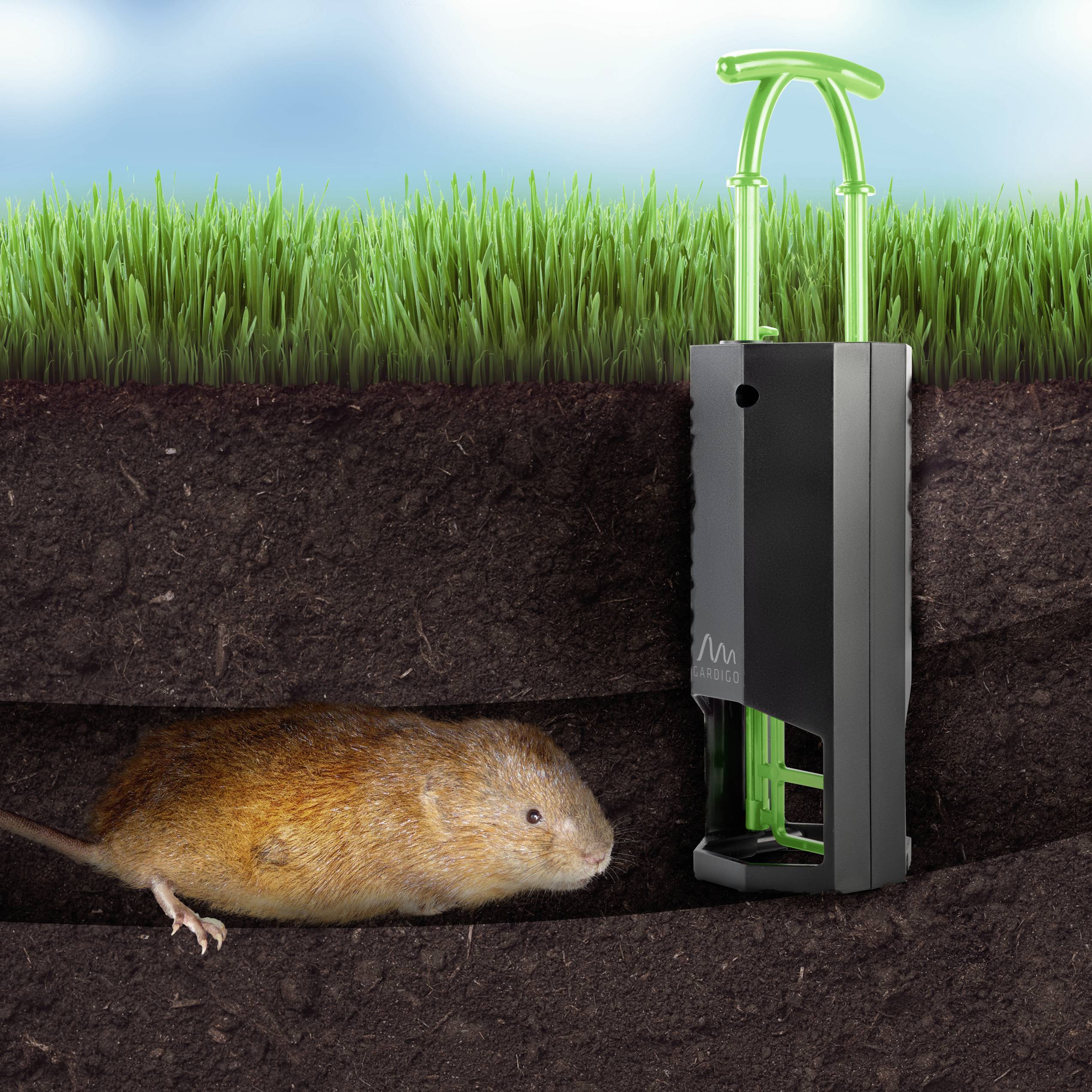 Een woelrat beweegt zich onder de grond. Ernaast staat een zwarte en groene woelrattenval in de bodem.