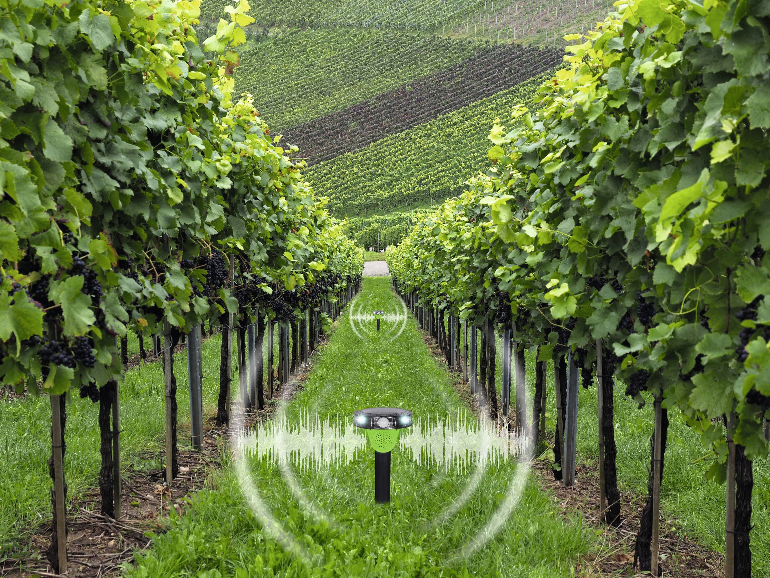 Wijngaard met rijen wijnstokken. In het midden een sensor die gegevens over de planten verzamelt. Heuvelachtig landschap op de achtergrond.
