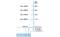 Diagram toont een waterpomp met een maximale opvoerhoogte van 40 m en een capaciteit tot 3.400 l/u. Maximale zuighoogte: 7 m.