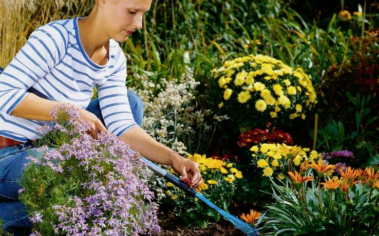 Een persoon aan het tuinieren, omringd door kleurrijke bloemen waaronder madeliefjes en chrysanten. Ze gebruiken een gereedschap om de grond te bewerken.