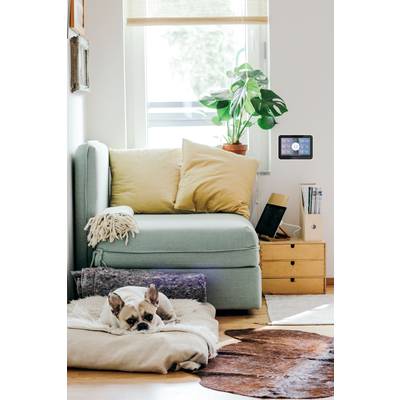 Een woonkamer met een fauteuil waarop gele kussens liggen. Een hond slaapt op een kussen op de vloer. Een plant staat voor het raam.