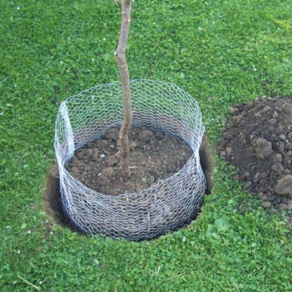Een pas geplante boom in een tuin is omringd door een draadheining om hem te beschermen tegen dieren. Aarde ligt ernaast.
