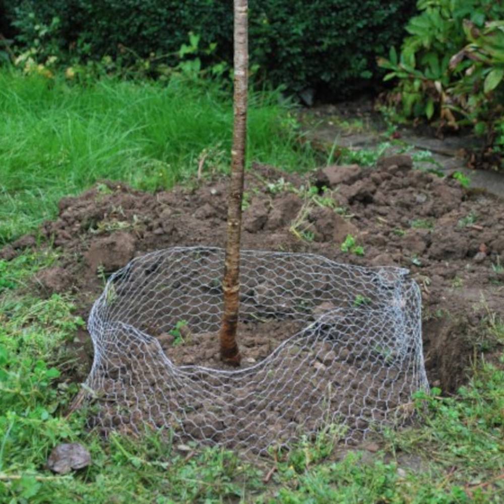 Een pas geplante boom met een draadgaas rond de stam, omgeven door aarde en gras. De omgeving doet een tuin vermoeden.