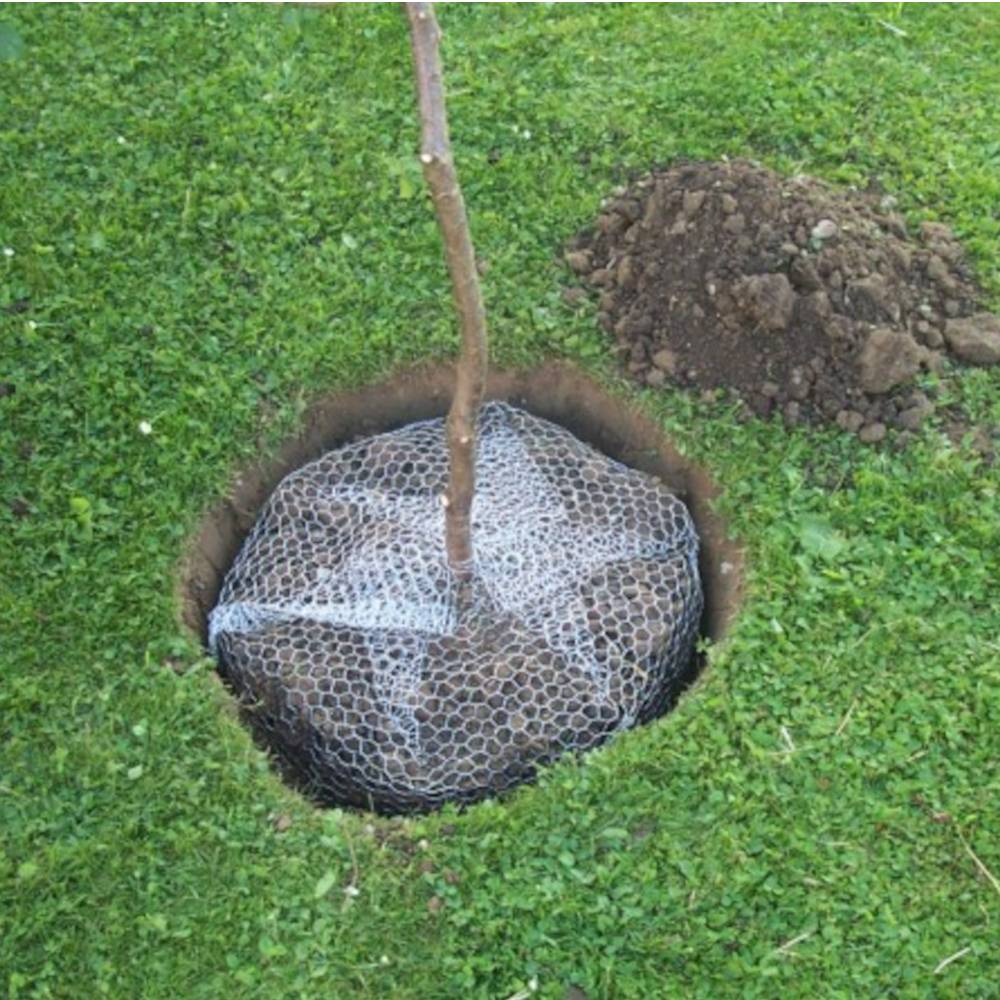 Een pas geplante boom in een cirkelvormige kuil op een grasveld. De wortels zijn beschermd met gaas, naast een hoop opgeworpen grond.