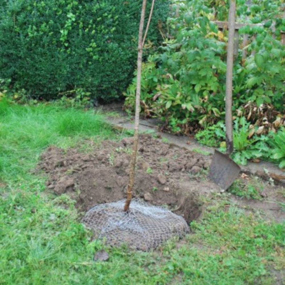 Een kleine boom wordt in een tuin geplant, naast een schep. Een gat in de grond toont het plantproces.