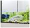 Een aquarium met een filter, planten, stenen en kleine kiezels op de bodem, gefotografeerd tegen een lichte achtergrond.