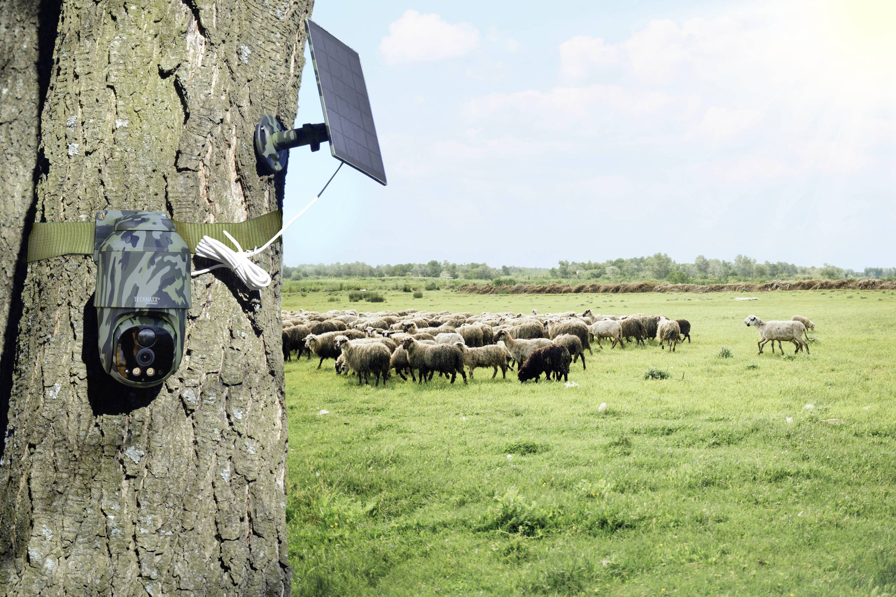 Een wildcamera die aan een boomstam is bevestigd, houdt toezicht op een schaapskudde op een groene weide. Op de achtergrond is een zonnepaneel zichtbaar.