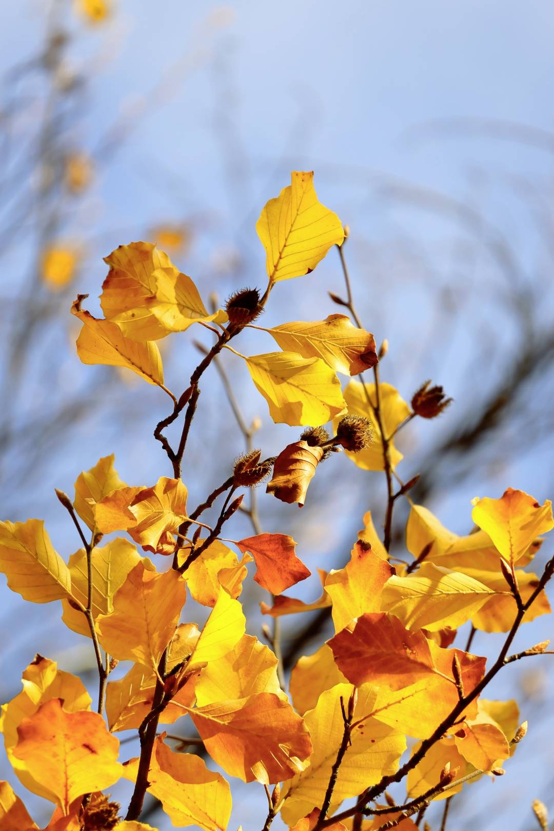 Gele herfstbladeren aan takken voor een blauwe lucht, oplichtend in het zonlicht.