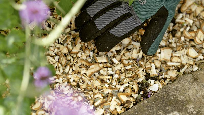 Een handschoen grijpt in een bed met boomschors, omgeven door groene bladeren en paarse bloemen.