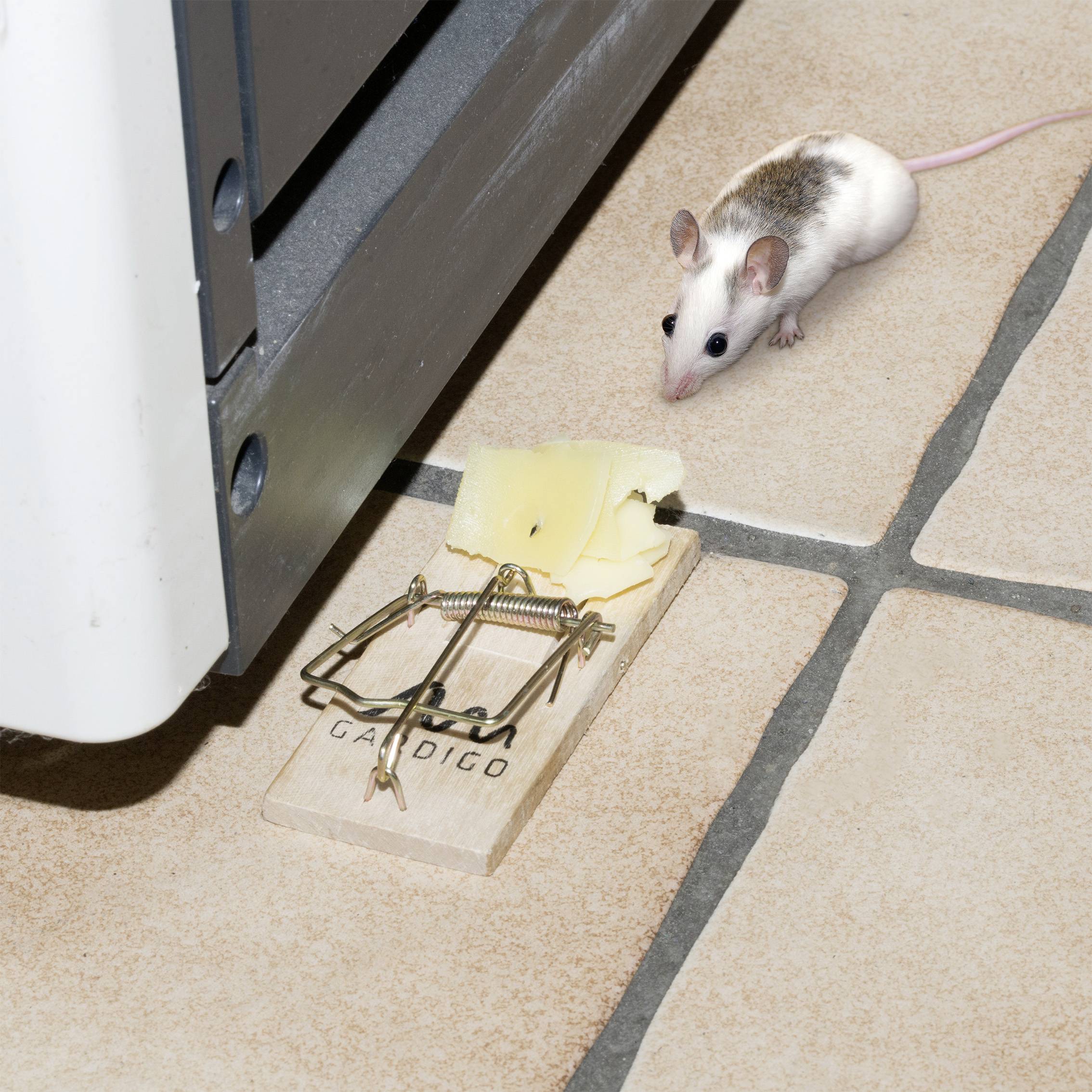 Een muis staat op een betegelde vloer voor een muizenval. De val is van hout en voorzien van een stuk kaas.