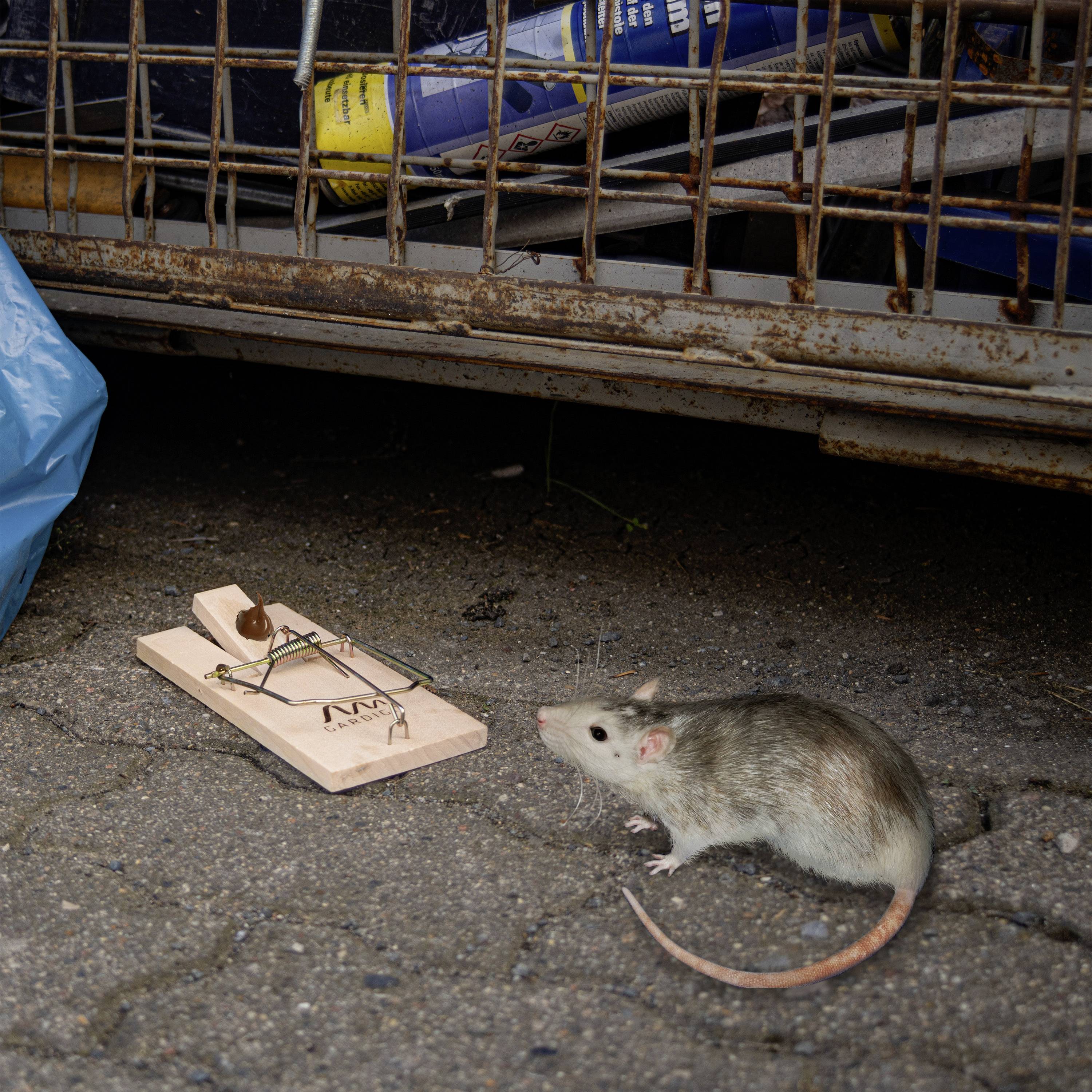 Een rat naast een lege muizenval op een betonnen oppervlak, met op de achtergrond een blauwe plastic zak en een metalen hek.