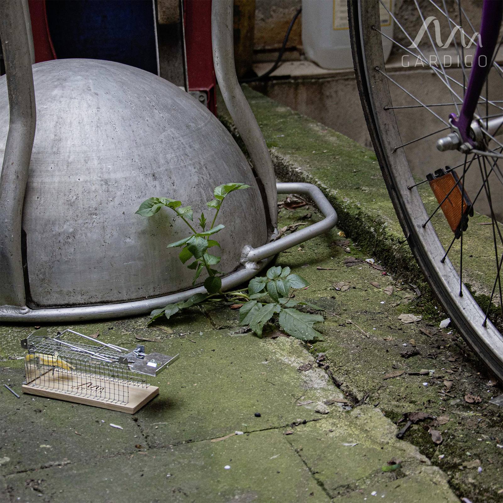 Een muizenval staat open op een betonnen vloer naast een groot metalen voorwerp, planten groeien ernaast, een fietsband is zichtbaar.