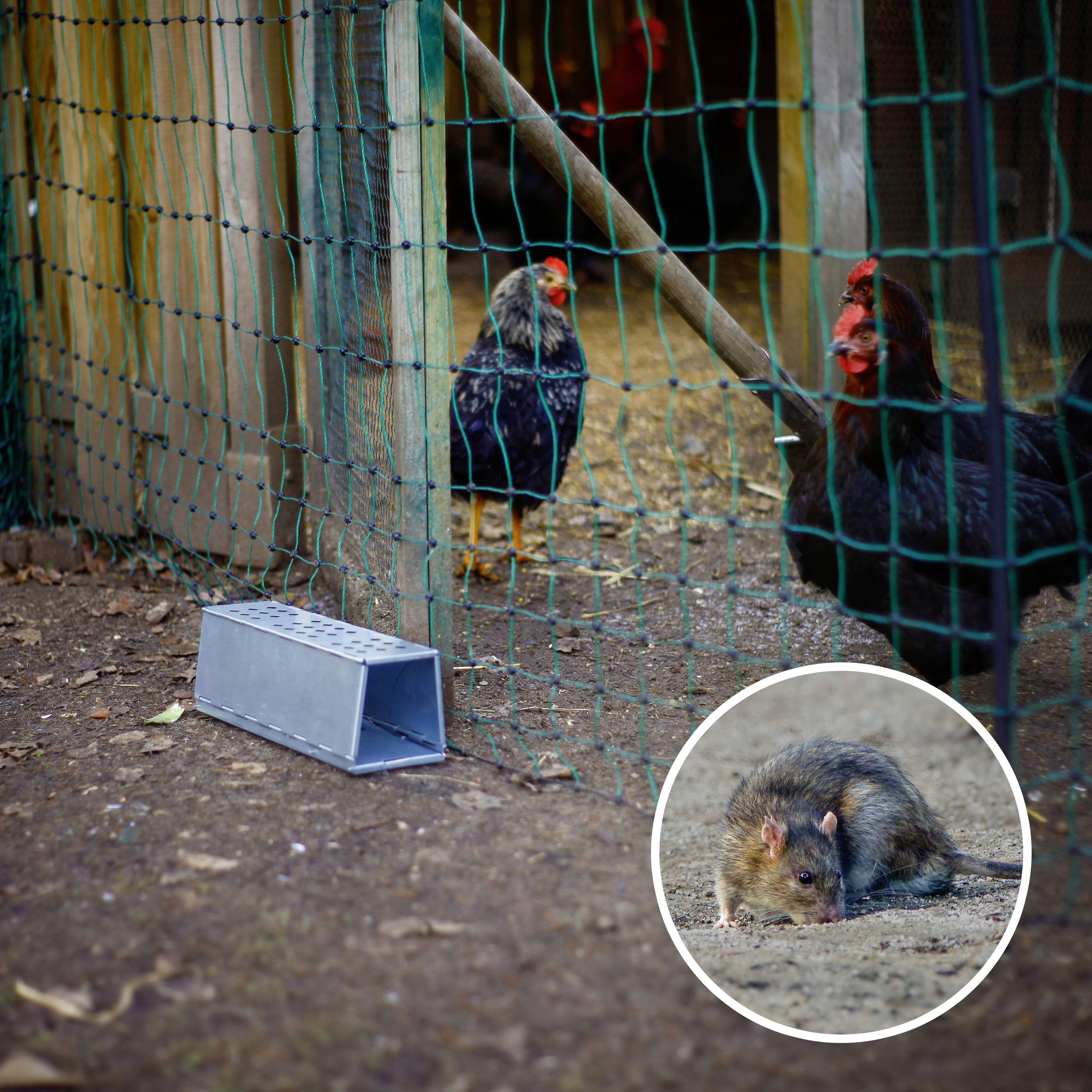 Kippen achter een draadheining. Een muizeval ligt op de grond, een ingekaderd beeld toont een rat in focus.
