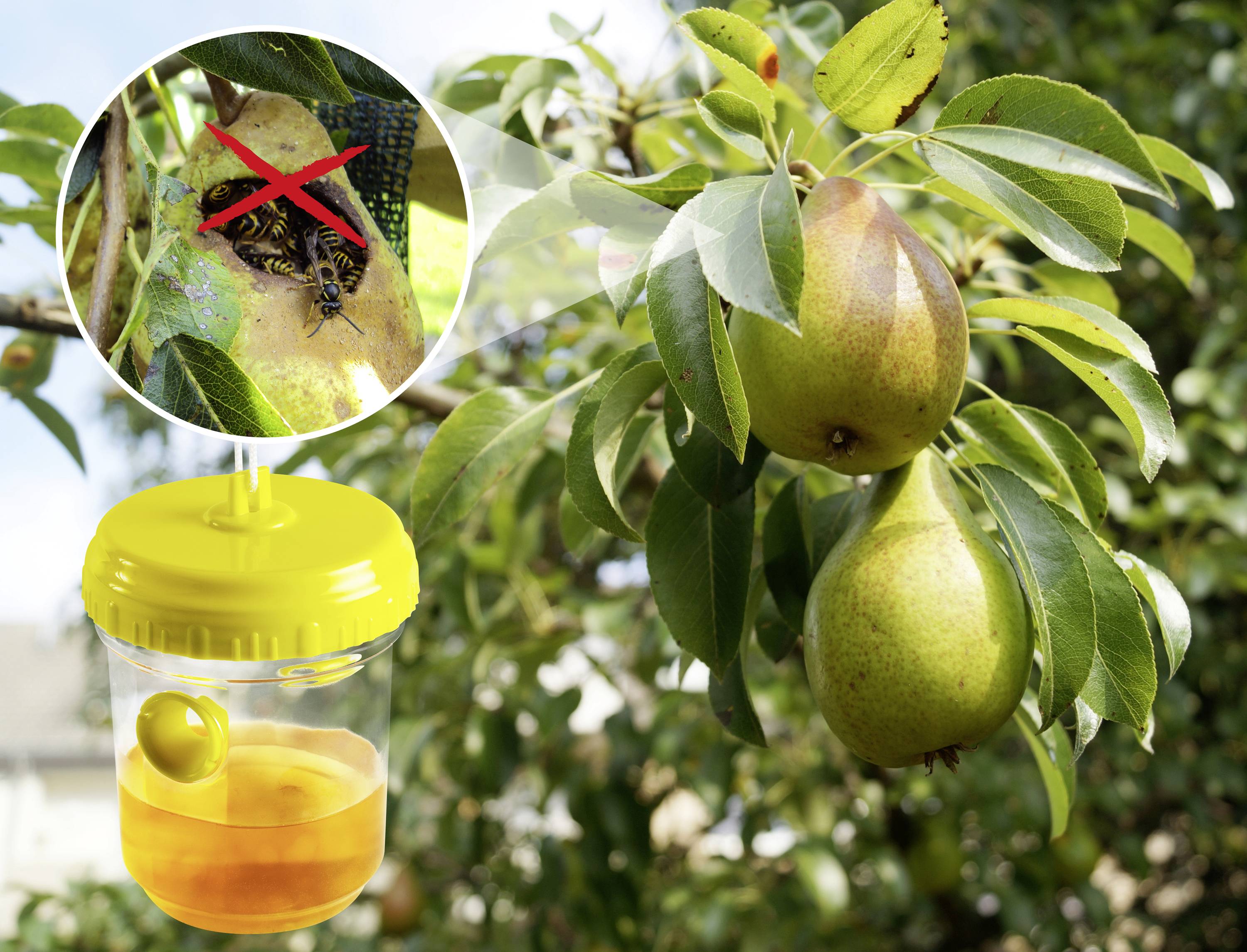 Een perenboom met rijpe peren. Op de voorgrond een gele wespenval met een dode wesp, doorgestreept in een vergroot cirkel.