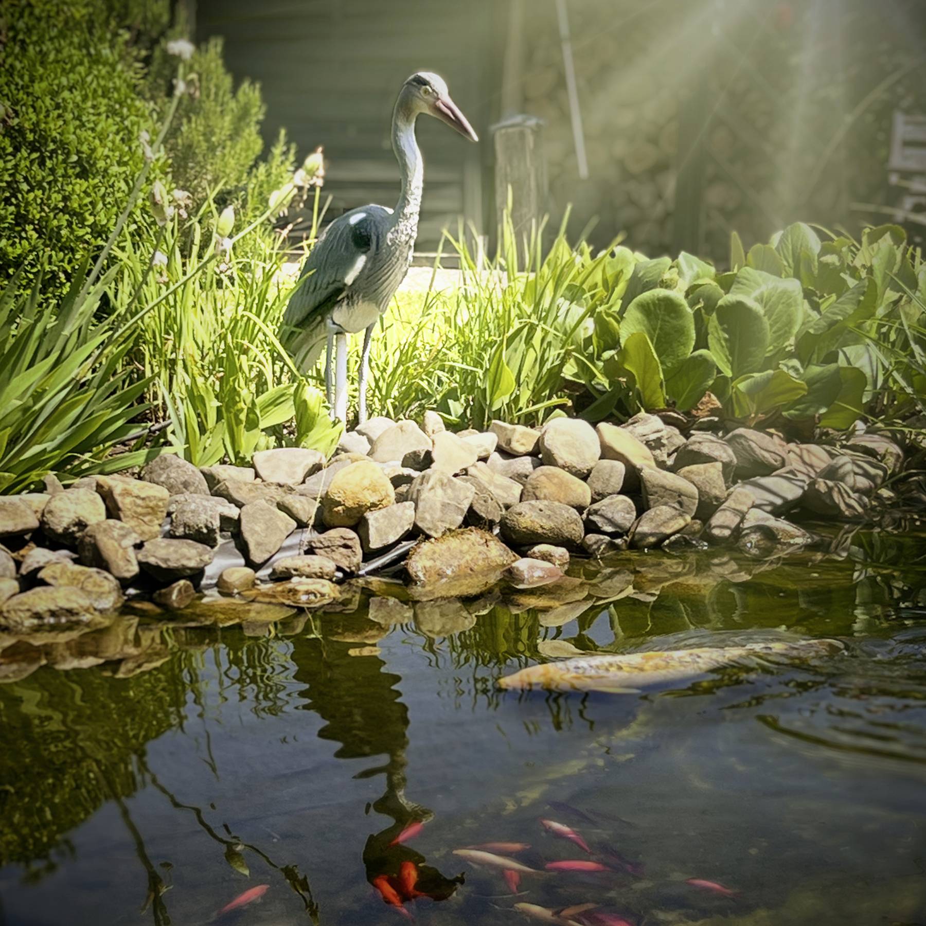 Een reiger staat naast een vijver met koikarpers, omgeven door groene planten en stenen, in het zonlicht.