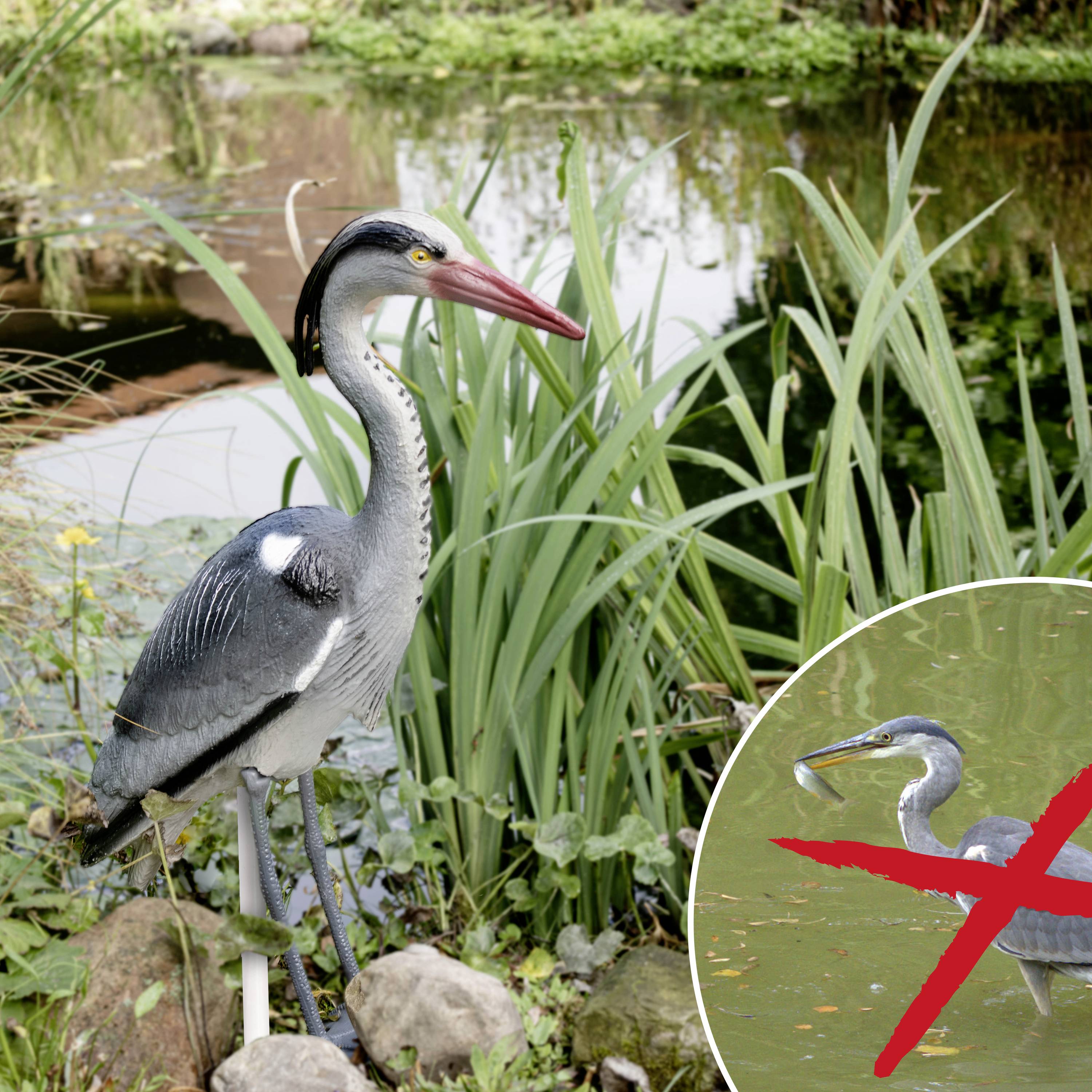 Een blauwe reiger staat bij een vijver, omgeven door grassen. Een rond uitsnede toont een verbodssymbool over een andere reiger.