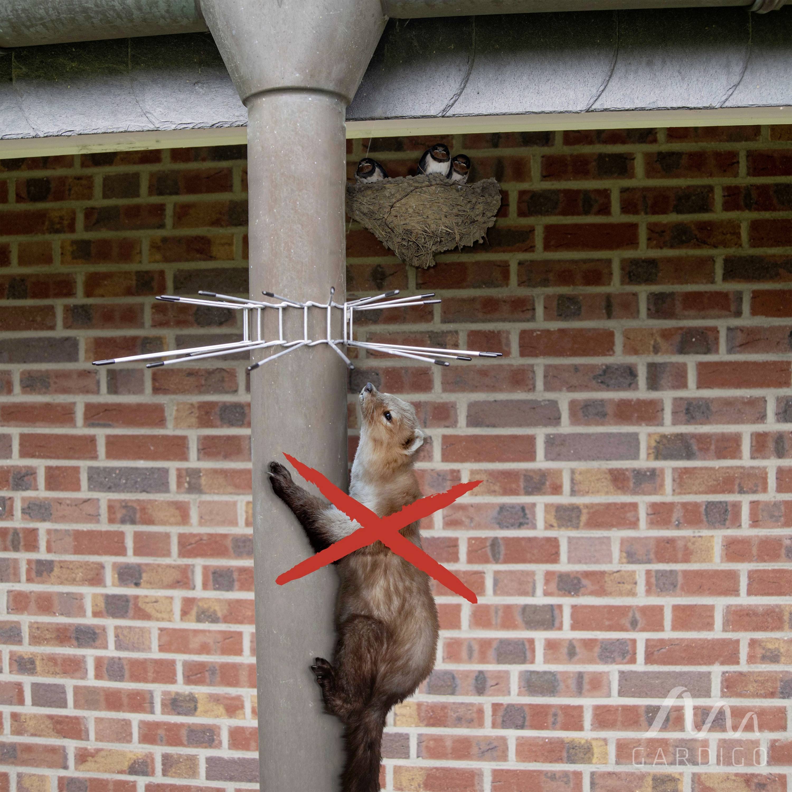 Een marter wordt tegengehouden door een metalen barrière bij een post, terwijl twee vogels in een nest erboven zitten. Een rood gekruist 'X' bedekt de marter.