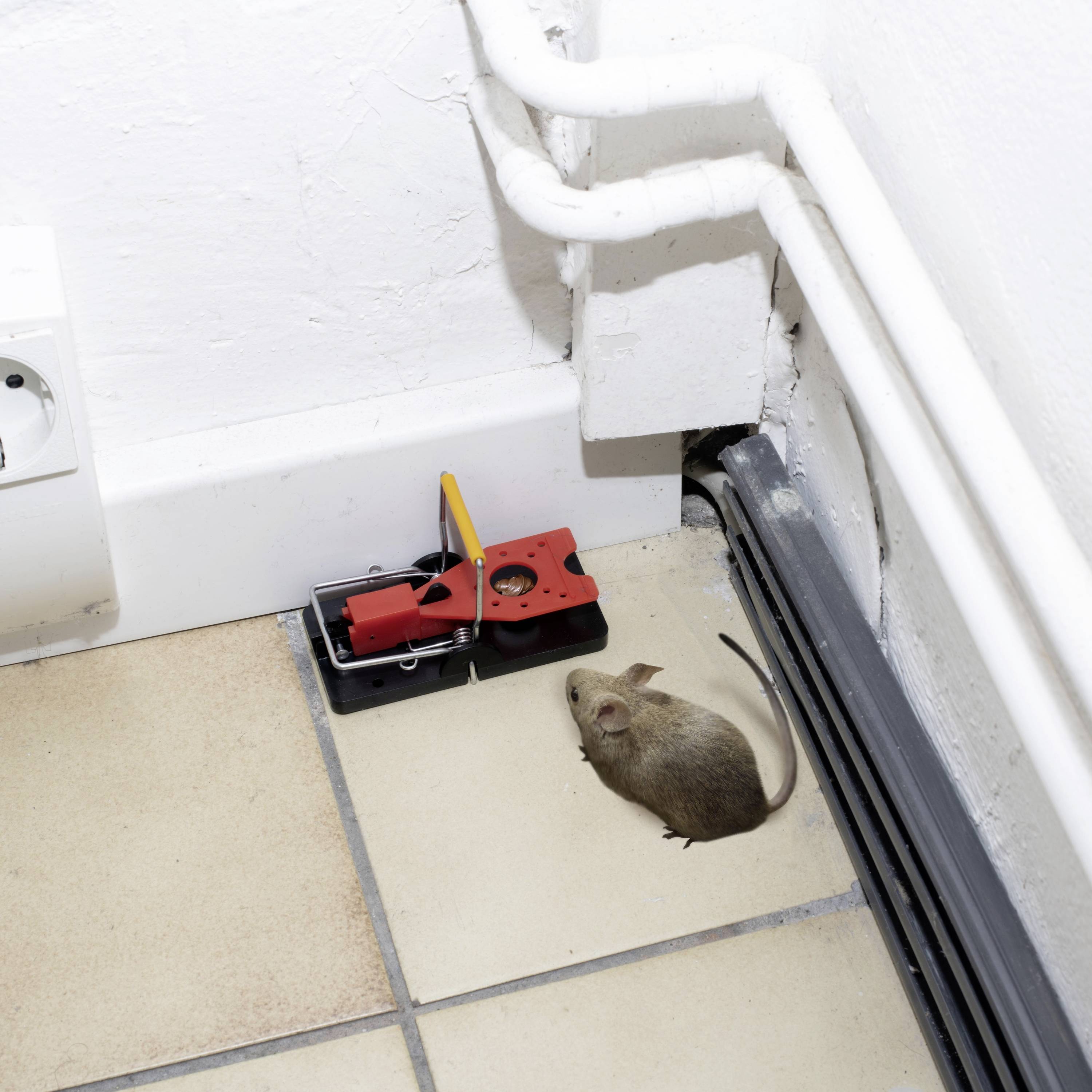 'Een muis zit op tegels naast een muizenval. De val staat open en bevindt zich in de hoek van een kamer naast buizen.'