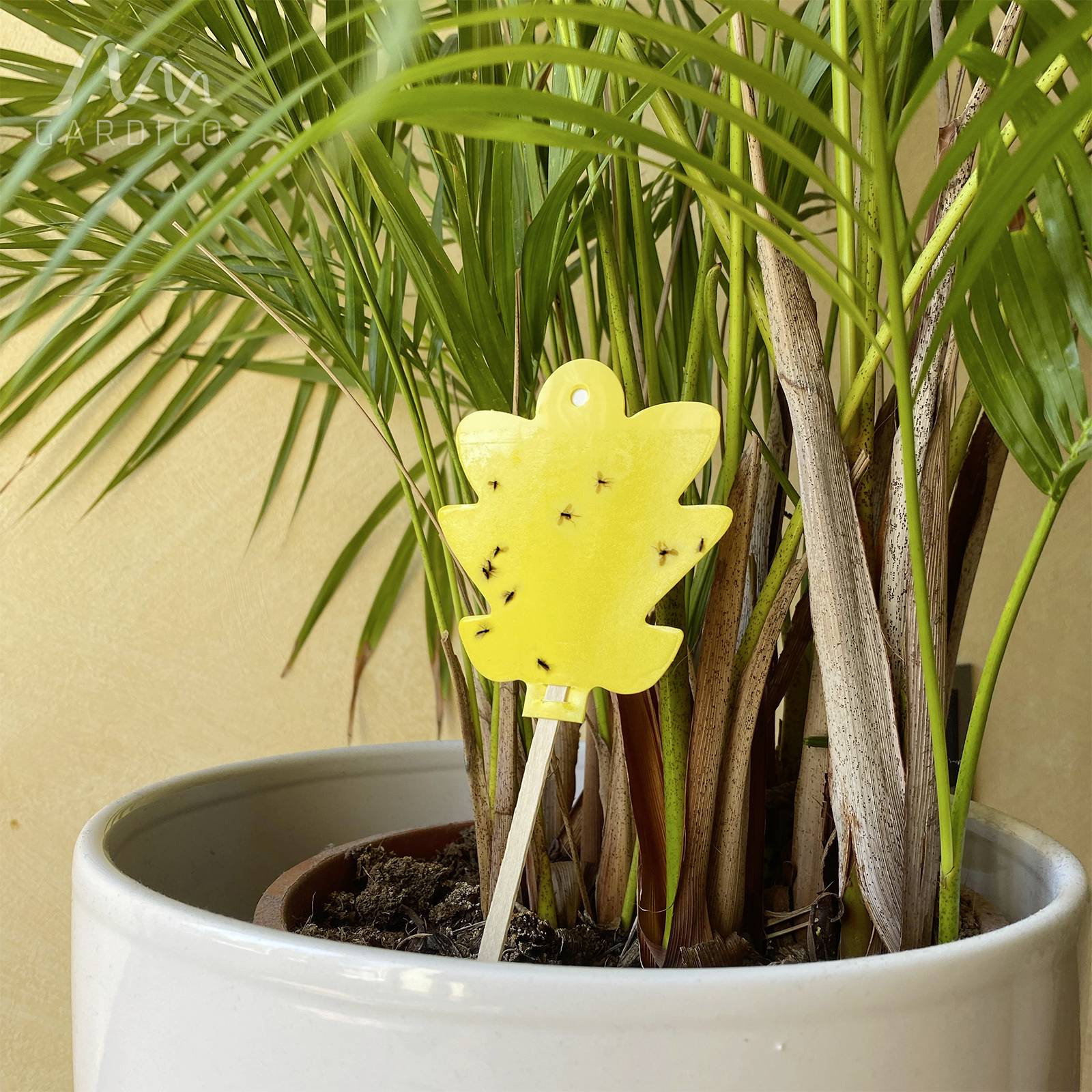 Een potplant, voorzien van een gele lijmval tegen vliegen en insecten.