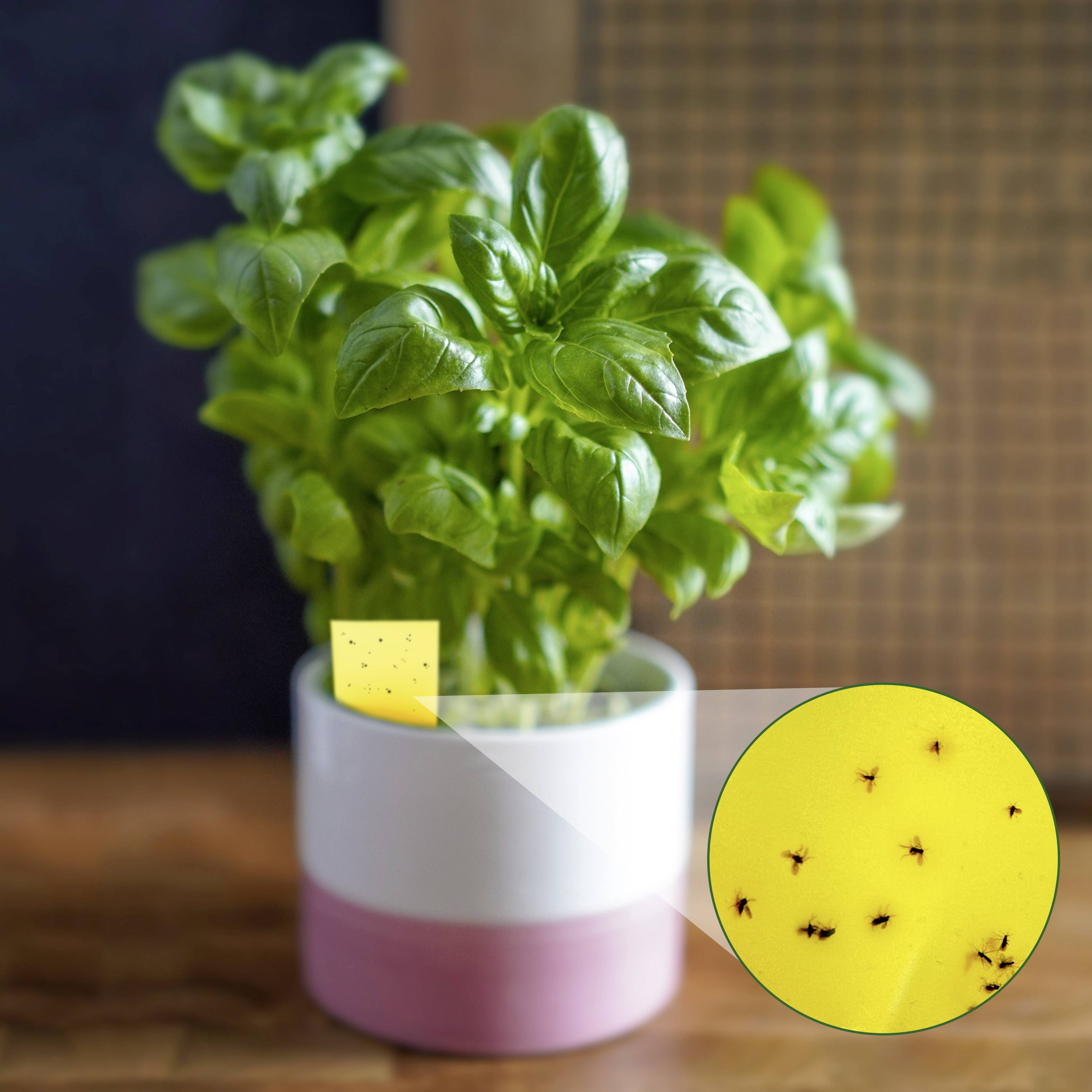 Plant in een pot met een gele lijmstrip die kleine zwarte insecten heeft gevangen. Indicatie voor ongedierteplaag.