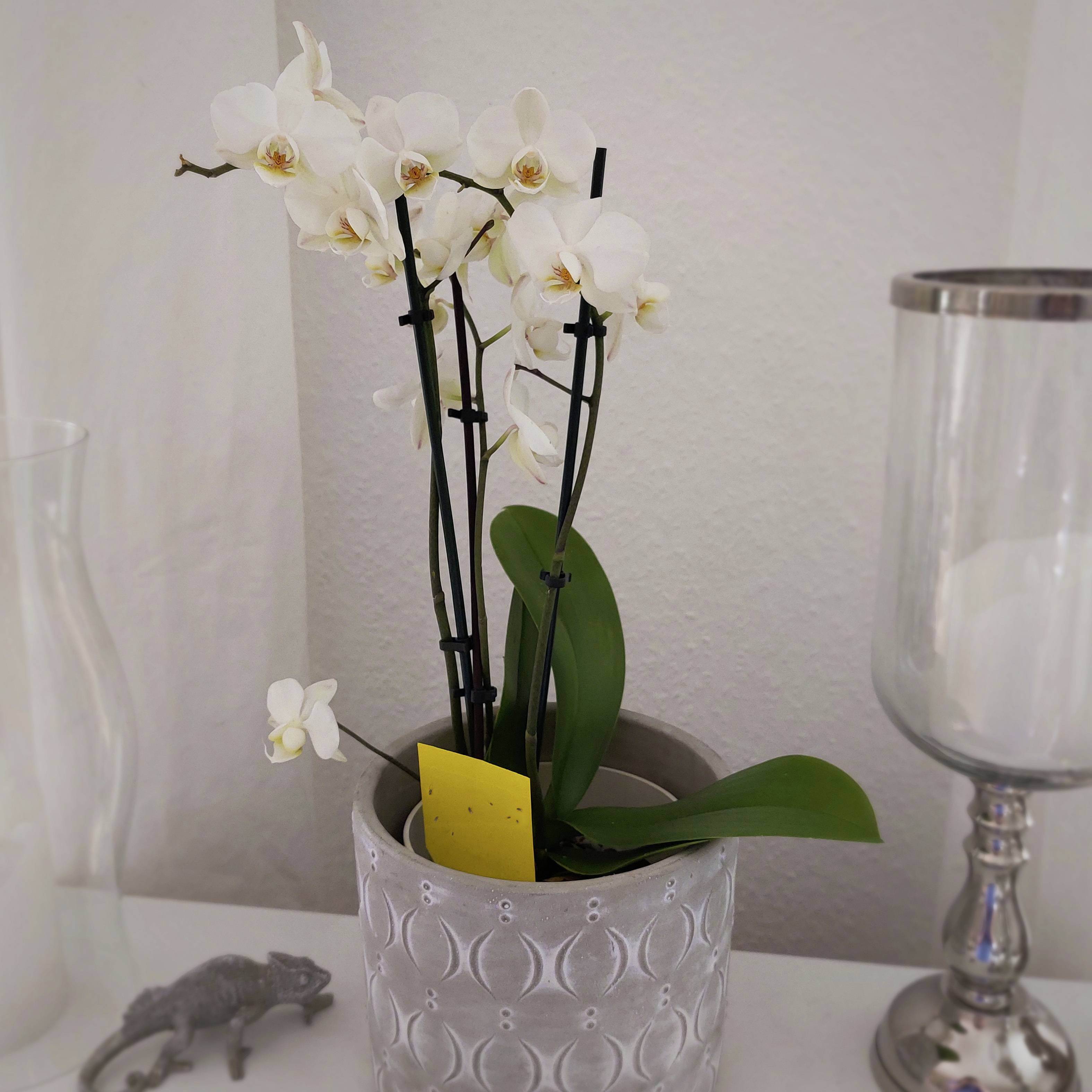 Een orchidee met witte bloemen staat in een decoratieve pot op een tafel. Ernaast staat een kaars en een kleine kattenfiguur.