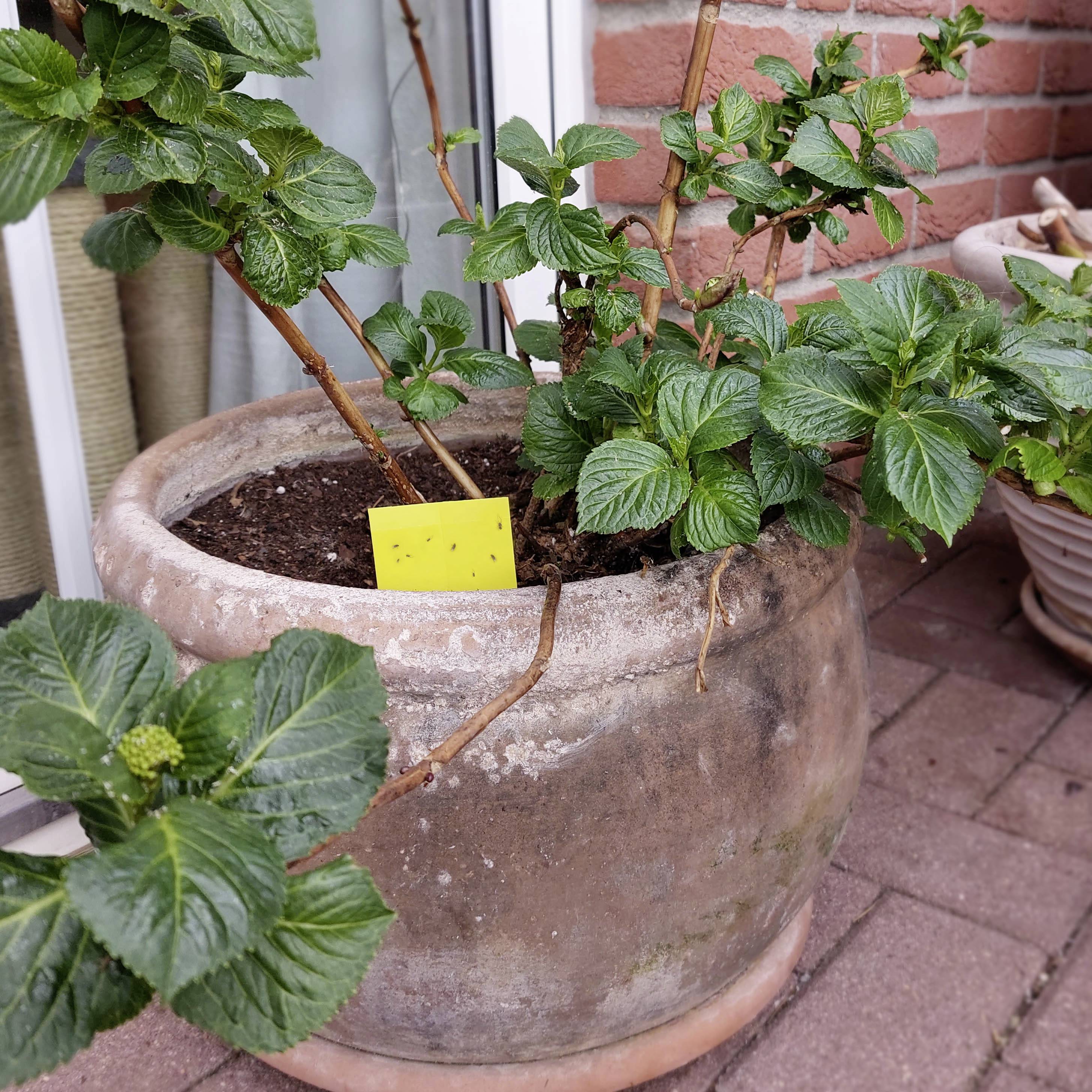 Een groene struik in een terracotta pot op een terras. Een geel etiket steekt in de aarde van de pot.