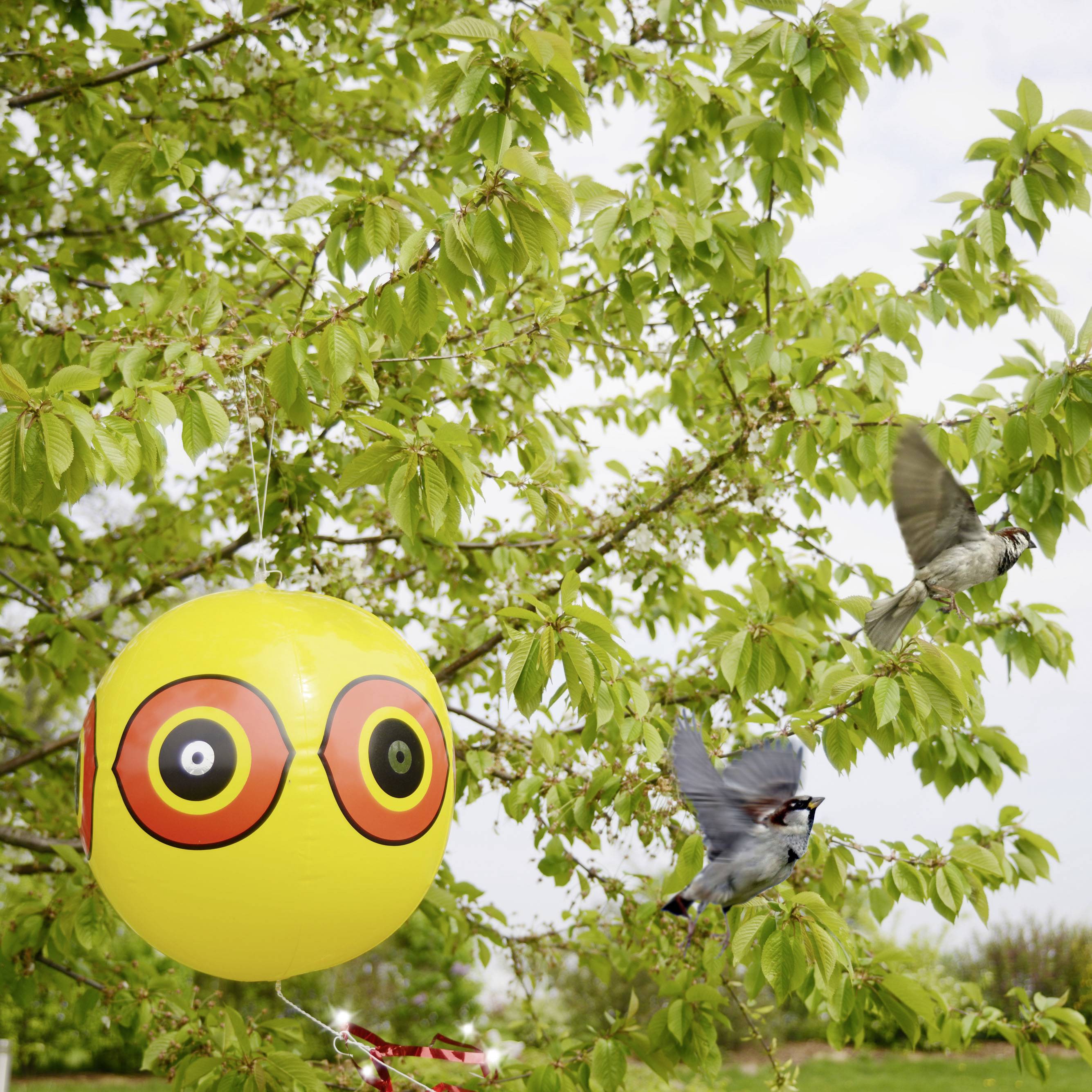 Een gele ballon met grote ogen hangt aan een boom om vogels af te schrikken; ernaast vliegt een vogel voorbij.