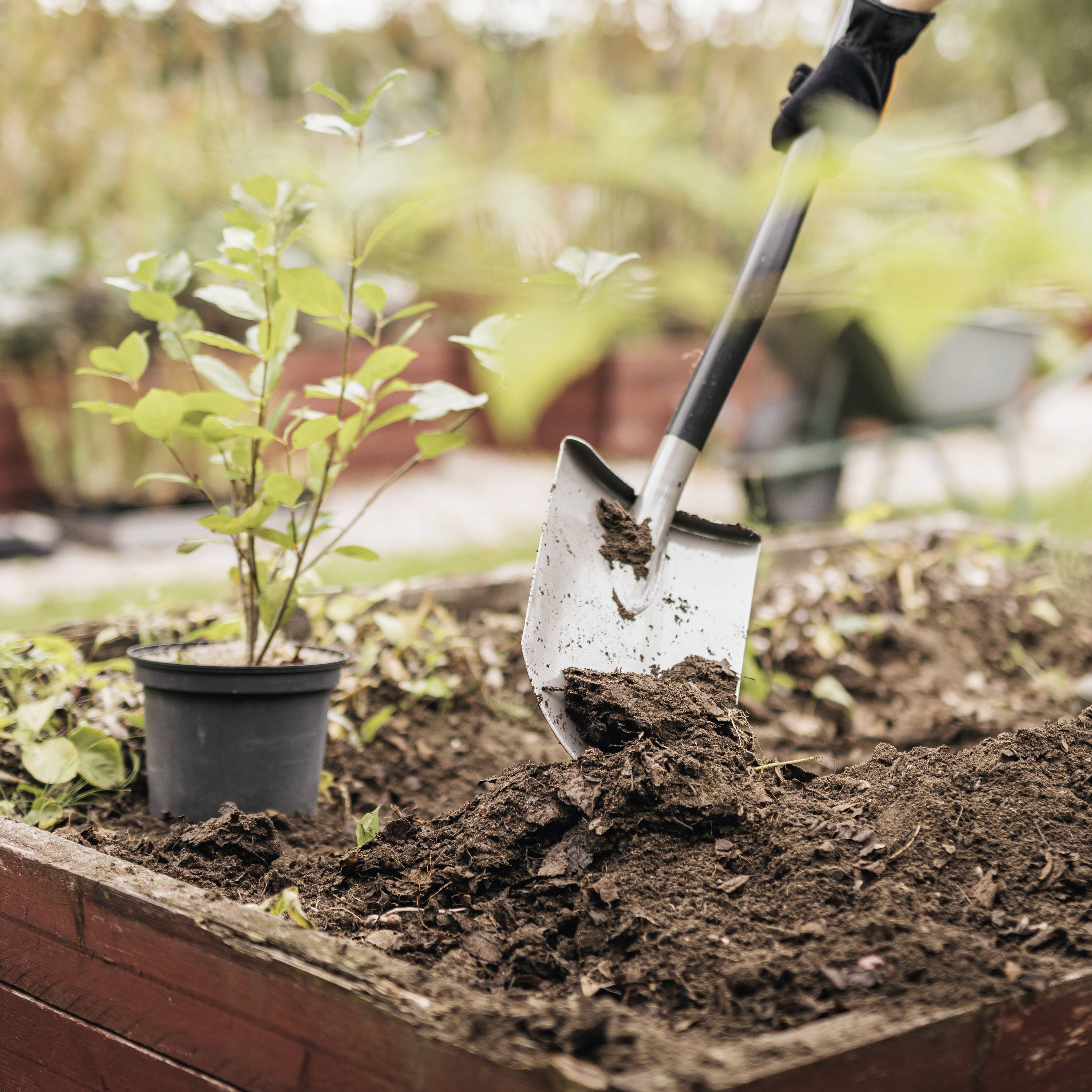 Een tuinschep graaft in een bedding naast een kleine pot met een plant. Op de achtergrond onscherpe vegetatie en tuingereedschappen.