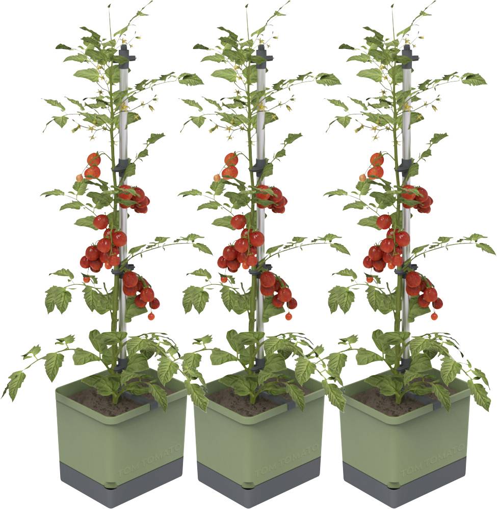 Drie groene plantenbakken, elk met een tomatenplant die volrijpe rode tomaten draagt. De planten groeien omhoog langs steunen.