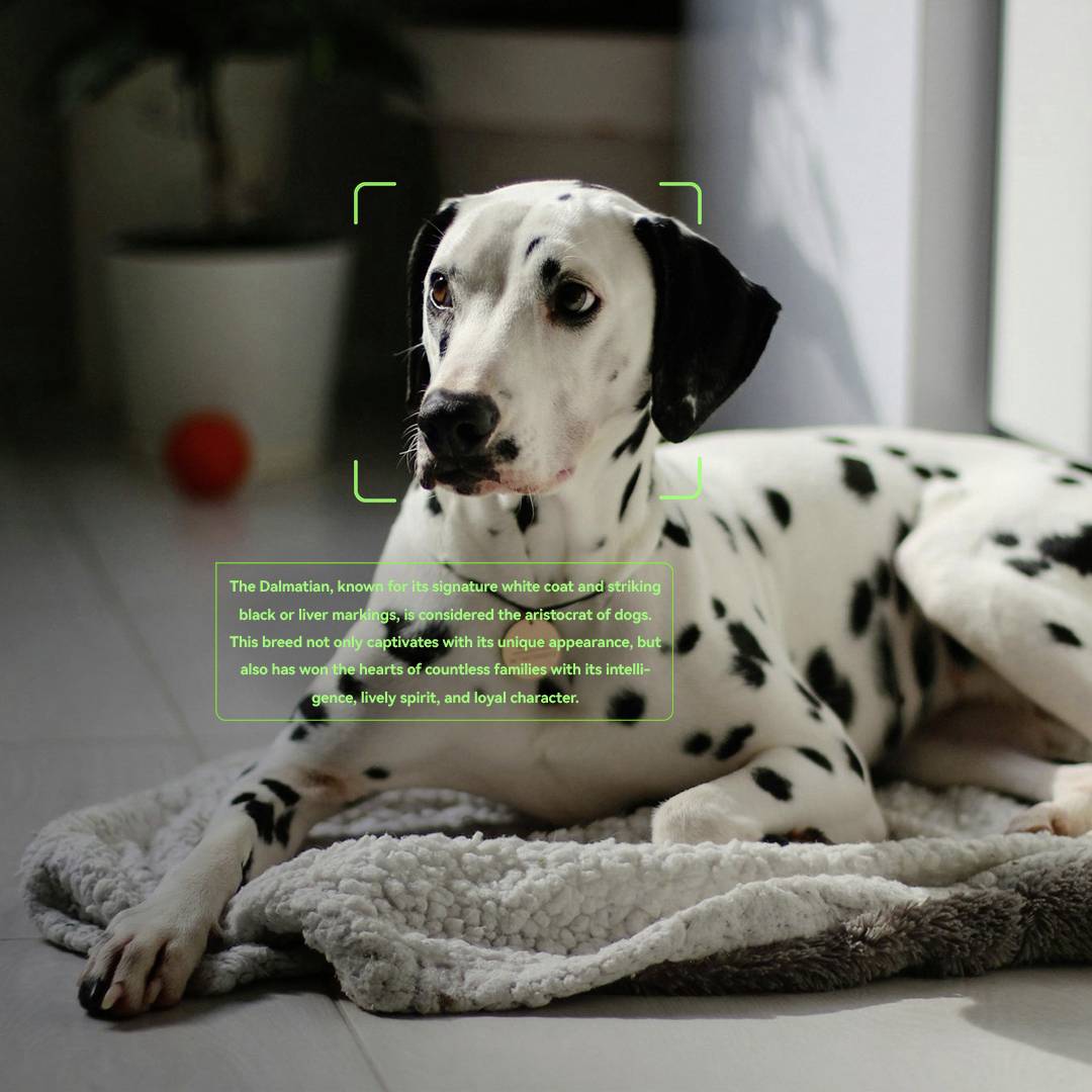 Een Dalmatiër die op een hondenmand ligt. Eromheen bevindt zich een gezichtsherkenningskader rond zijn hoofd, en een tekstvak belicht zijn unieke vachtpatroon.