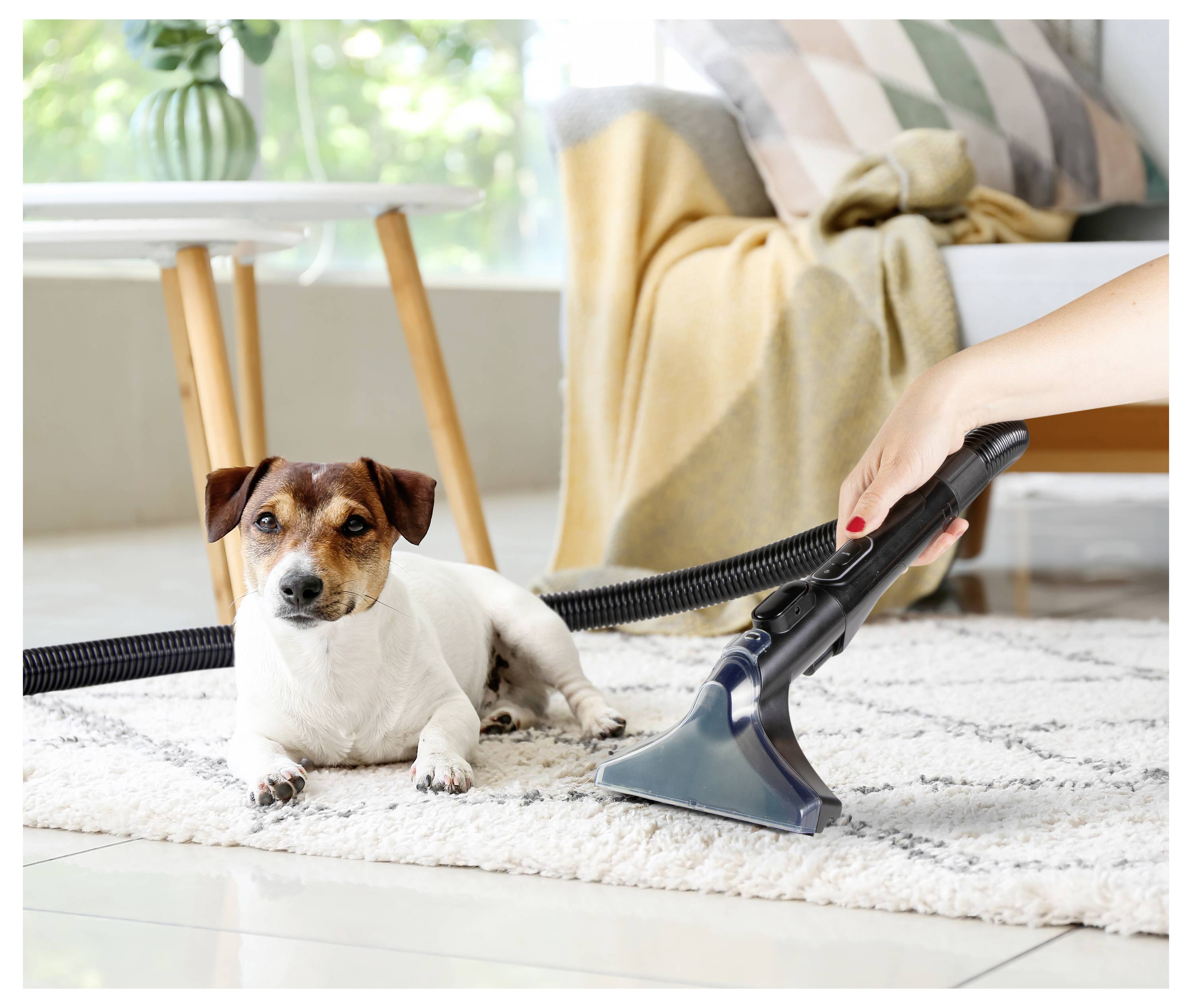 Een hond zit rustig op een vloerkleed terwijl iemand in de buurt een stofzuiger bedient in een helder verlichte woonkamer, wat een schone woonomgeving benadrukt.