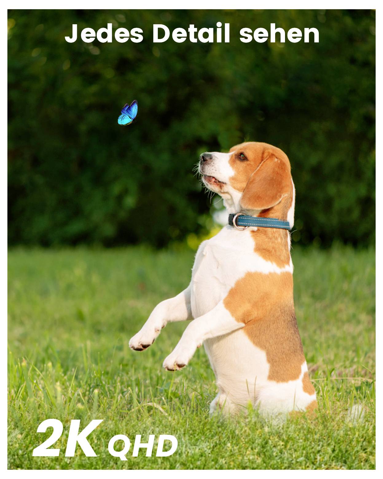 Een beagle staat oplettend in het gras, en kijkt naar een vlinder boven zijn hoofd met de tekst 'Elk detail zien' en '2K QHD' in beeld.