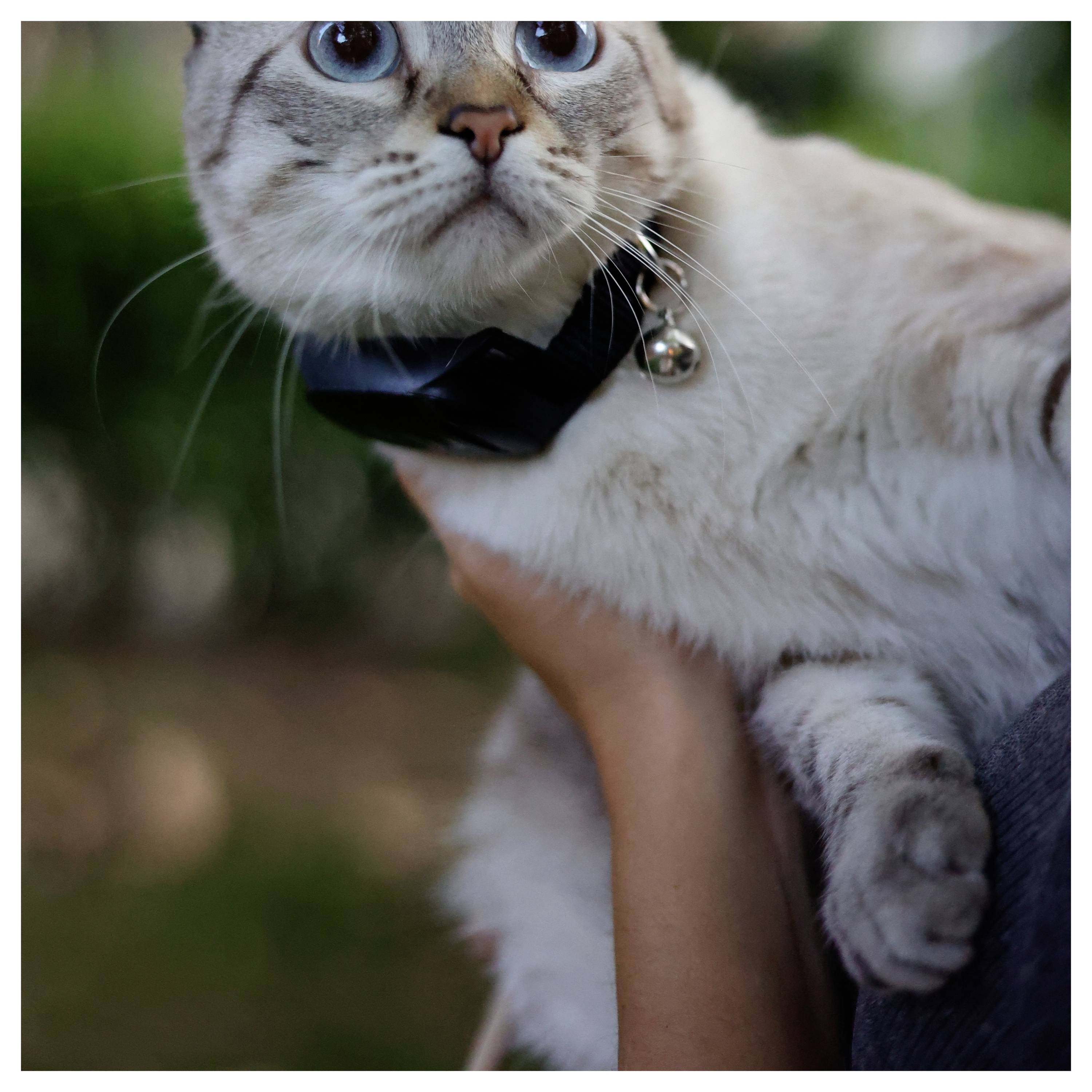 Een persoon houdt een lichtgekleurd kat met blauwe ogen en een zwarte halsband vast in een tuin, met groen in de onscherpe achtergrond.