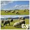 Twee afbeeldingen van schapen die grazen op grasvelden onder blauwe lucht. De onderste afbeelding is gemarkeerd met '6X', wat mogelijk een zoom of vergroting aangeeft.