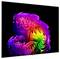 Abstracte 3D-regenboogswirl artwork op een zwart scherm, met heldere roze, paarse, rode, gele en groene gelaagde vormen.
