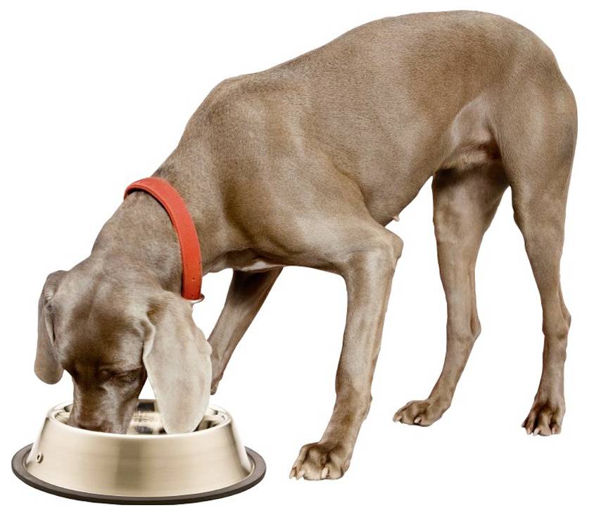 Bruine hond met rood halsband eet uit een metalen voederbak op een witte achtergrond.