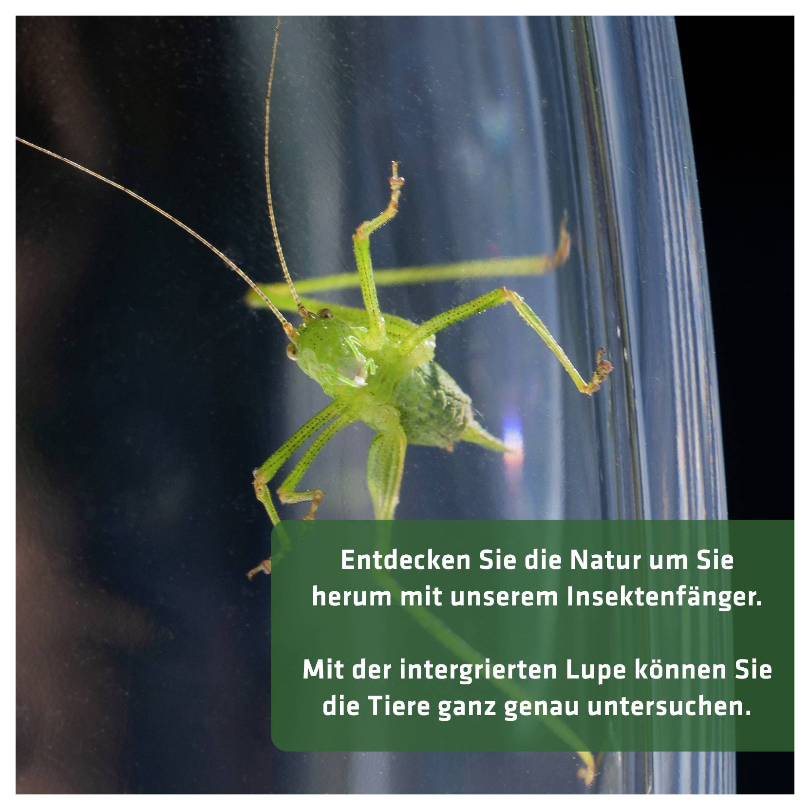 Groene insectenvanger aan een ruit; tekst adverteert: 'Ontdek de natuur om u heen met onze insectenvanger. Met de geïntegreerde vergrootglas kunt u de dieren heel nauwkeurig onderzoeken.'