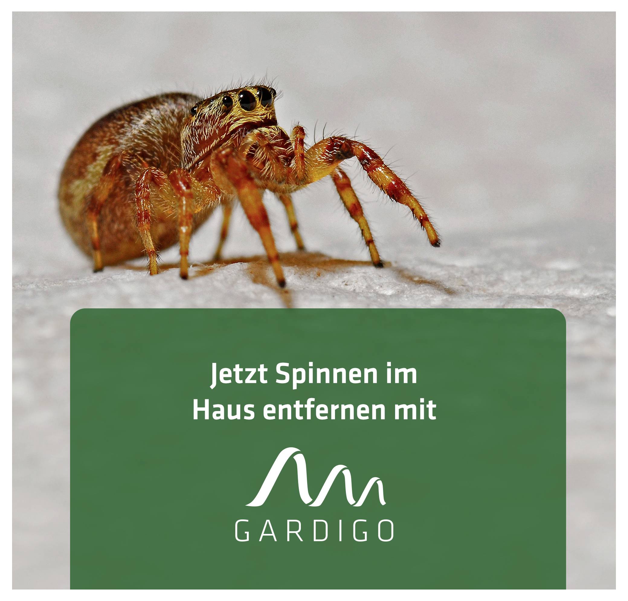 Close-up van een spin boven een groen advertentiebanner met de tekst 'Verwijder nu spinnen in huis met GARDIGO' en logo.