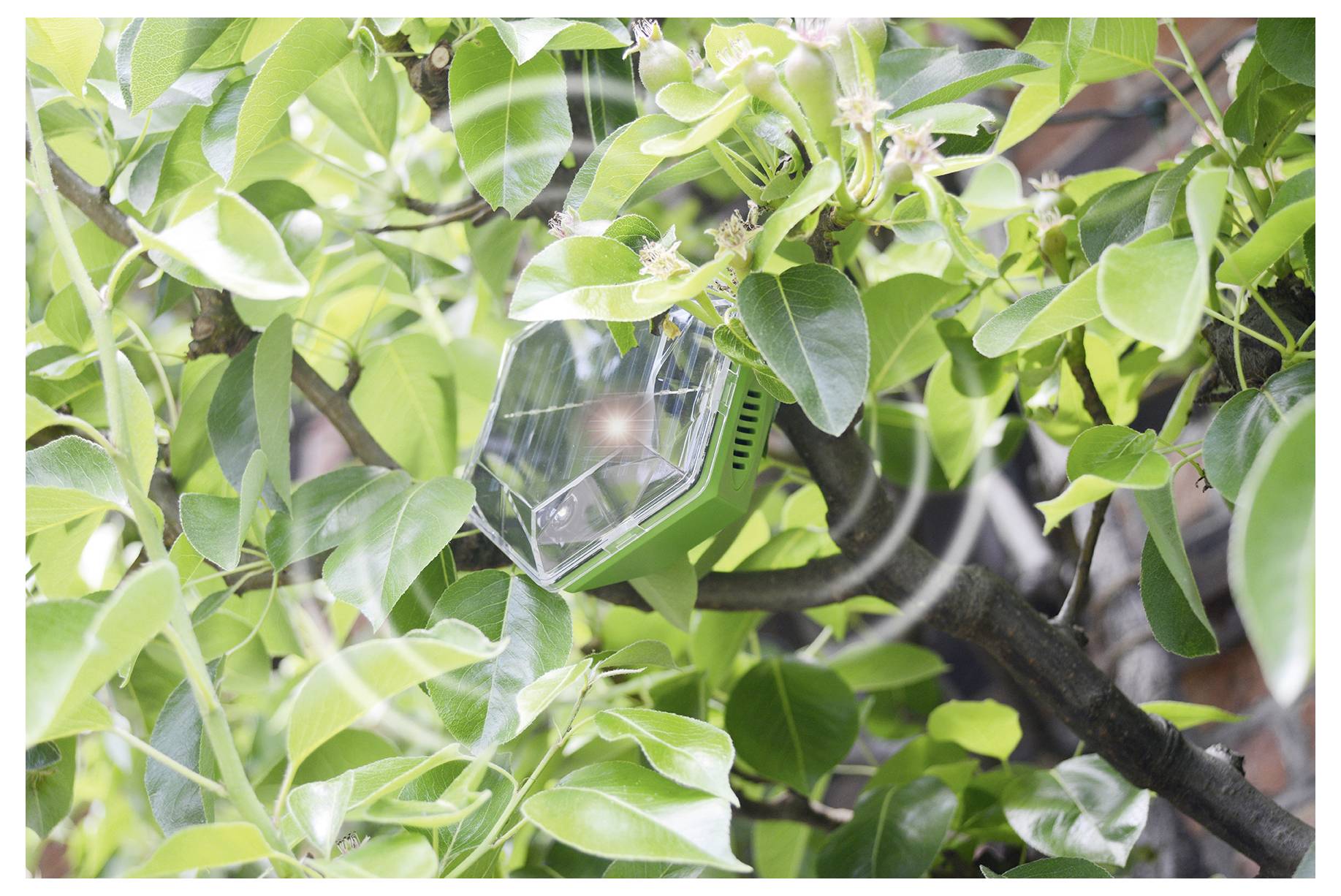 Groene zonnecellentuin lamp gedeeltelijk verborgen tussen bladrijke takken en bladeren van een boom.