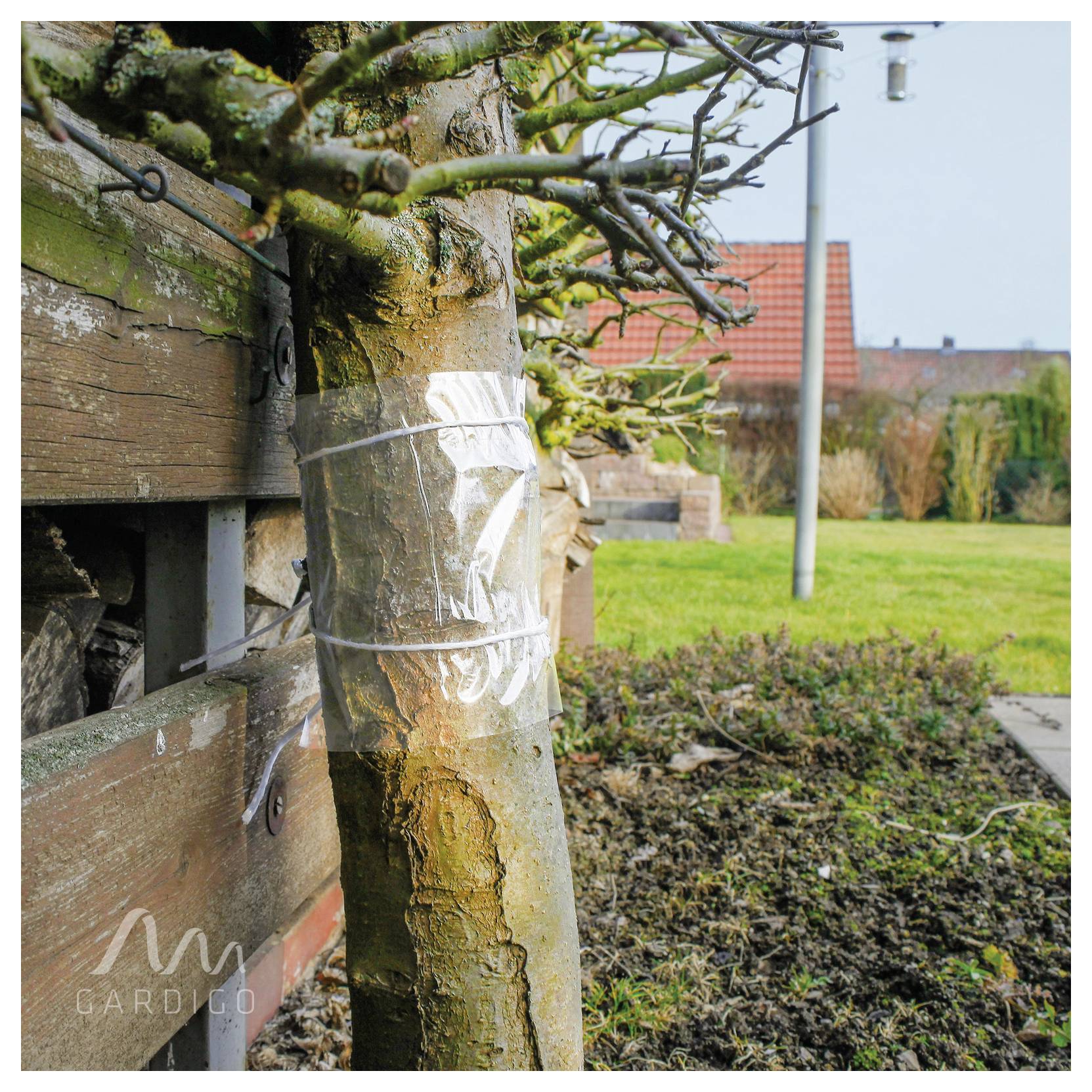 Een jonge boomstam wordt met een transparante plastic band naast een houten hek in een tuin vastgezet, met gras, struiken en huizen op de achtergrond.